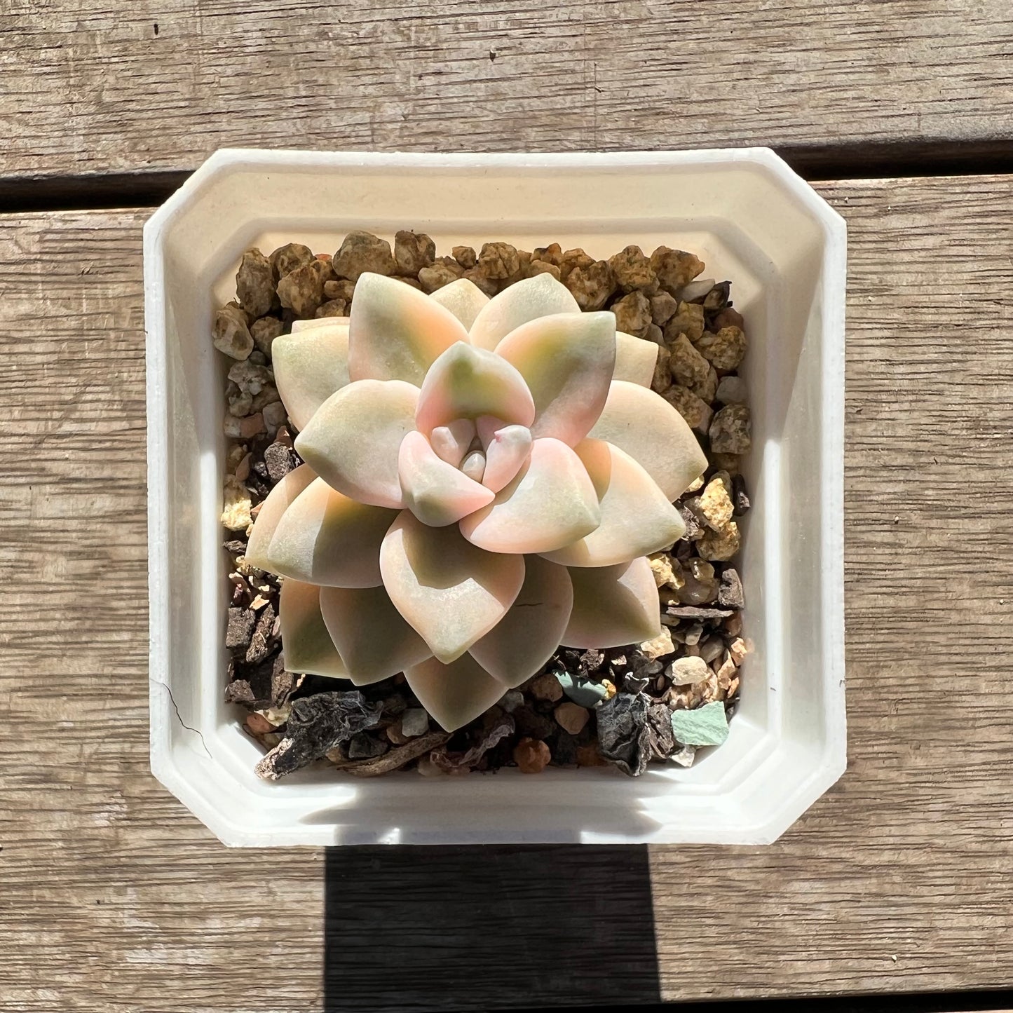 2506 Graptopetalum Paraguayense ssp.Bernalense Variegated