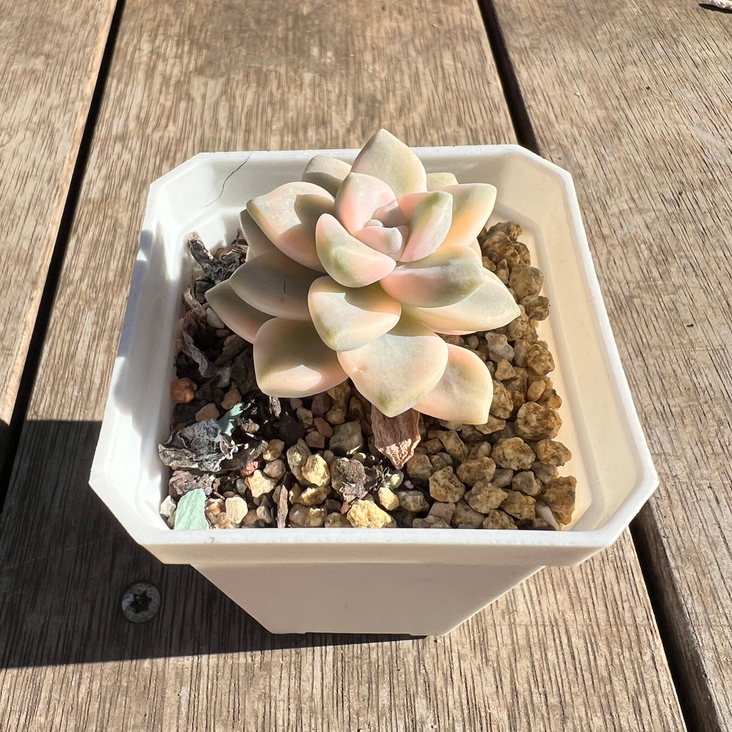 2506 Graptopetalum Paraguayense ssp.Bernalense Variegated