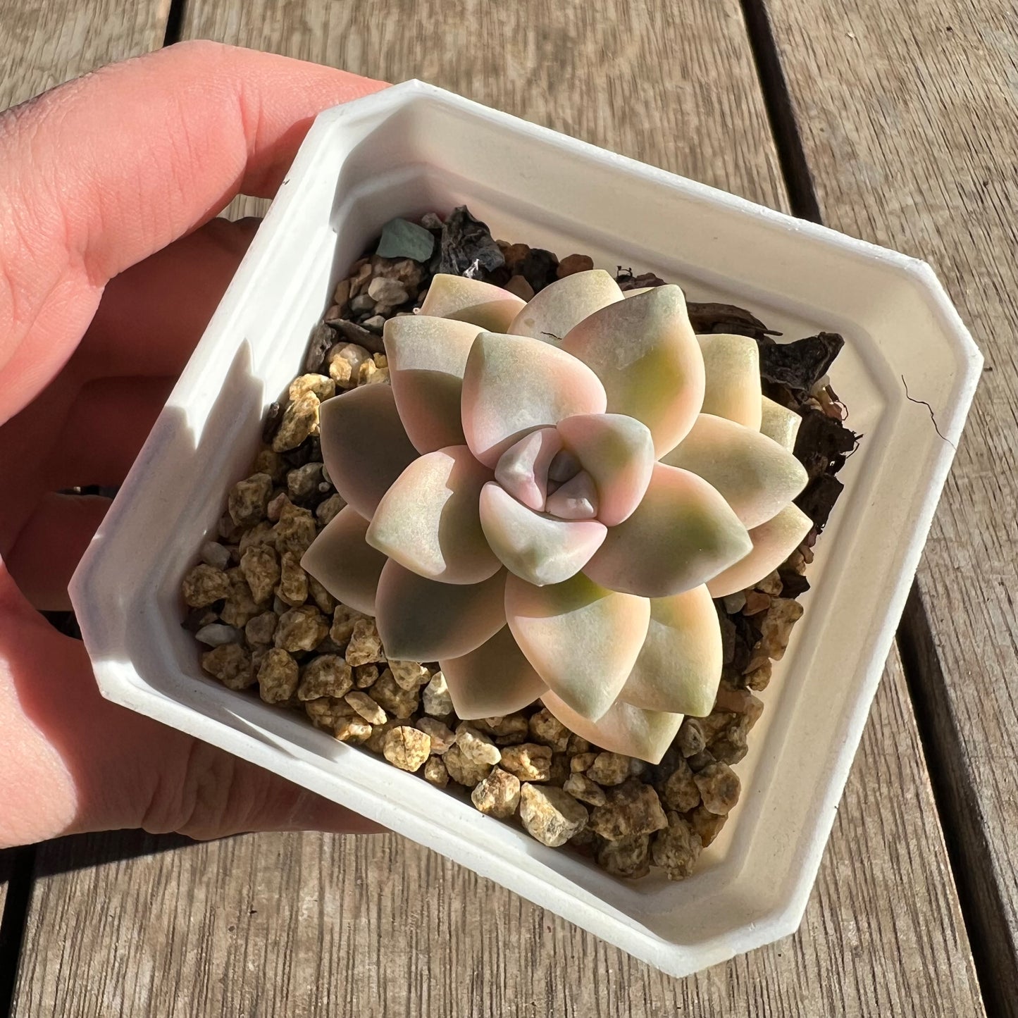 2506 Graptopetalum Paraguayense ssp.Bernalense Variegated