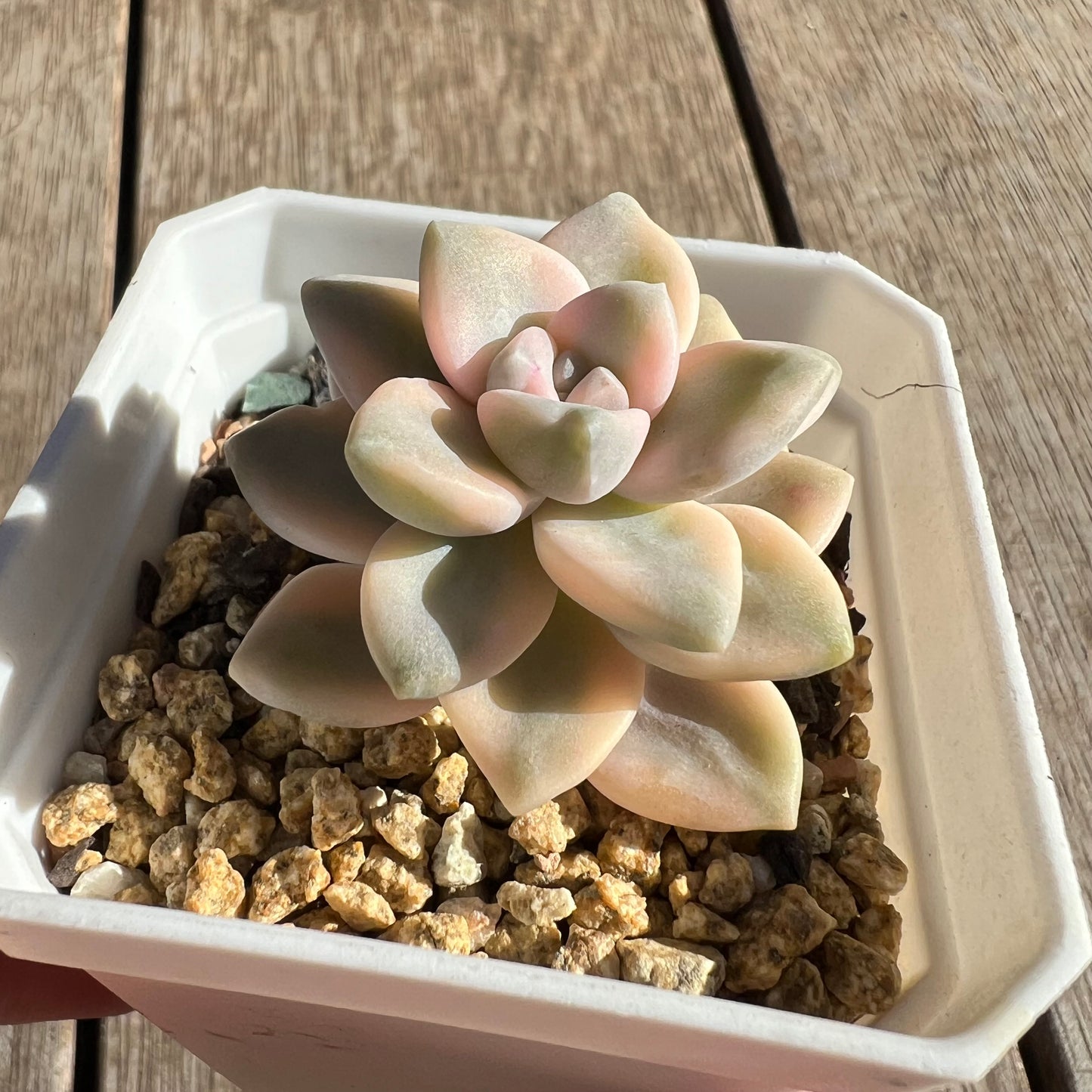 2506 Graptopetalum Paraguayense ssp.Bernalense Variegated
