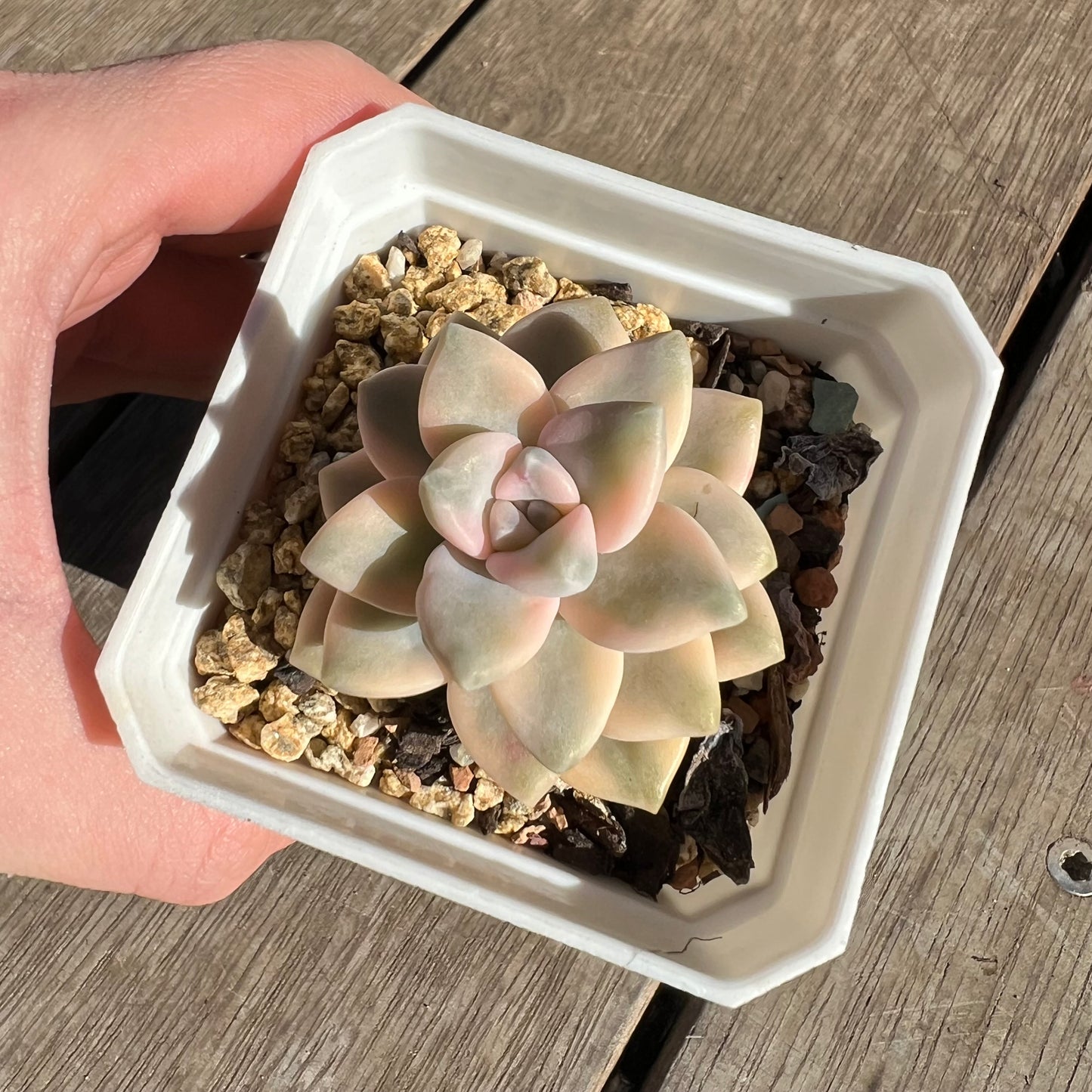 2506 Graptopetalum Paraguayense ssp.Bernalense Variegated