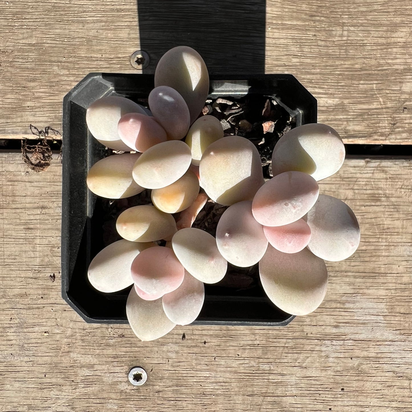 2506 Pachyphytum Orange Snowball