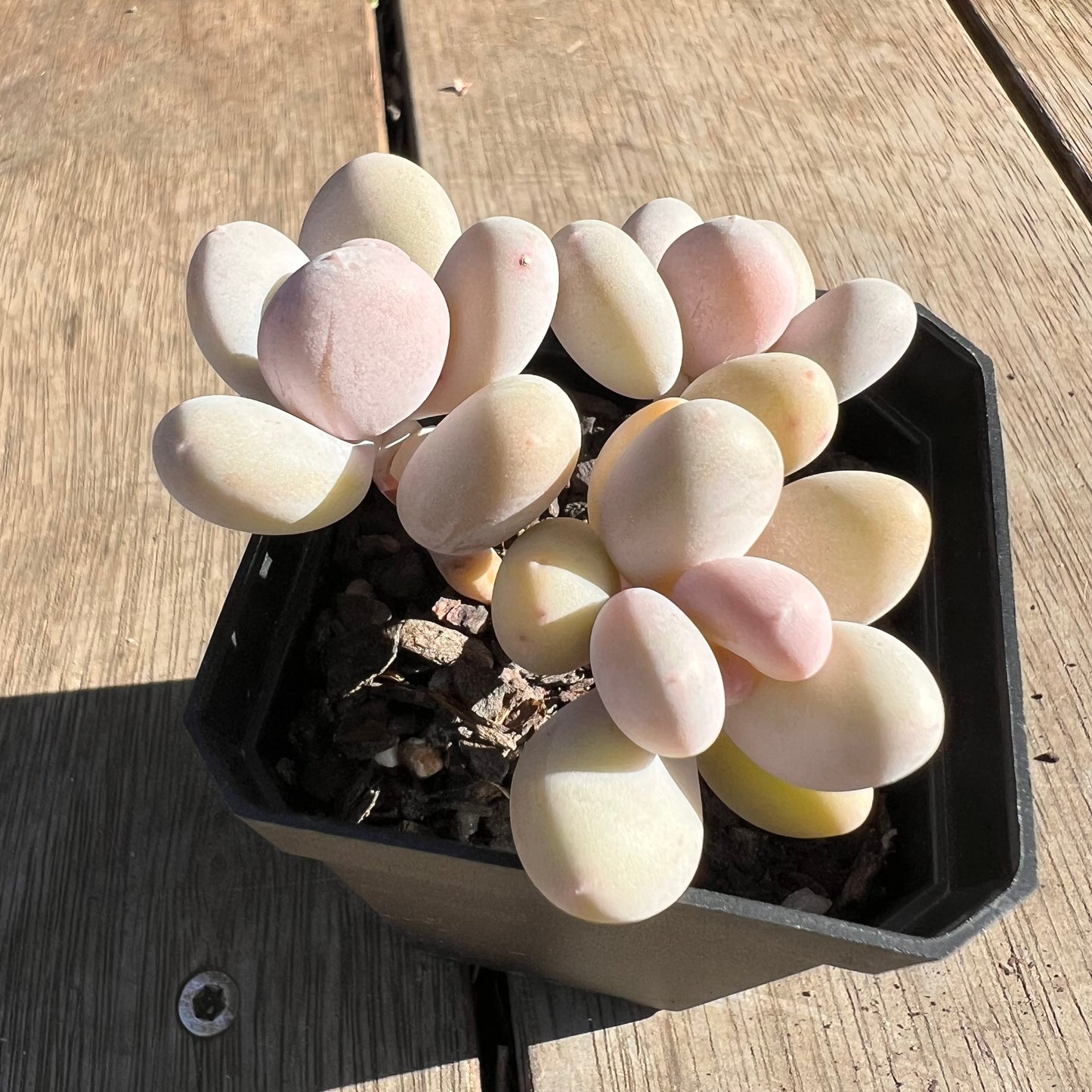 2506 Pachyphytum Orange Snowball
