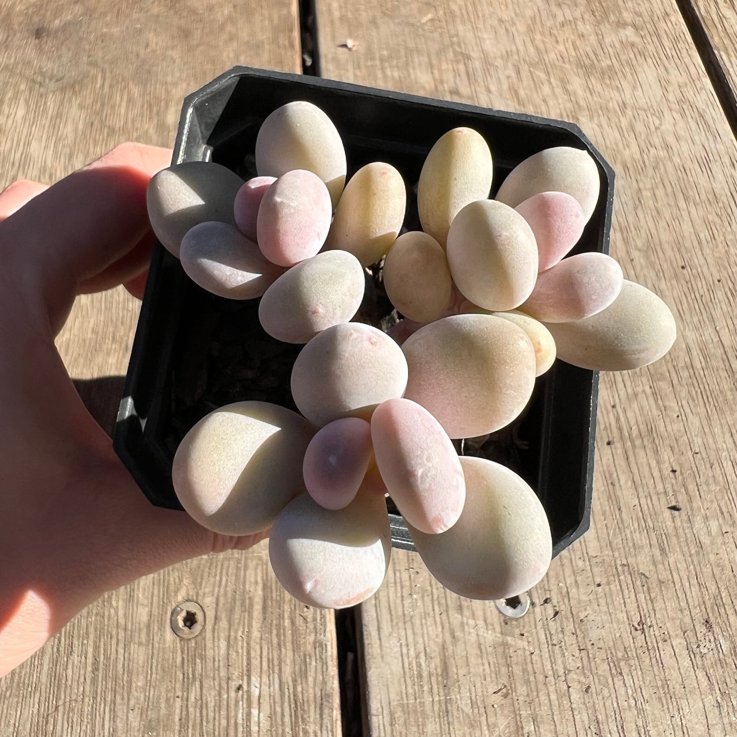 2506 Pachyphytum Orange Snowball
