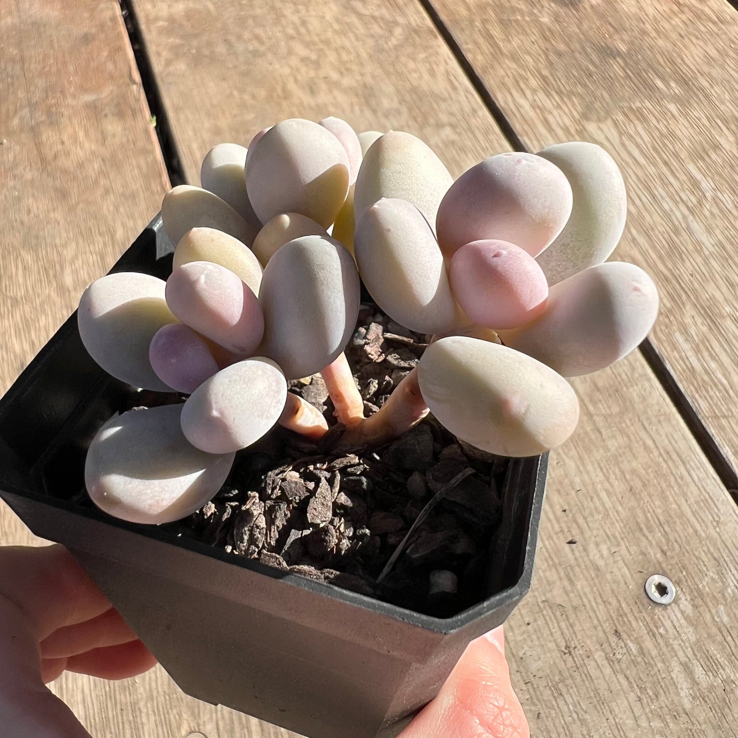 2506 Pachyphytum Orange Snowball