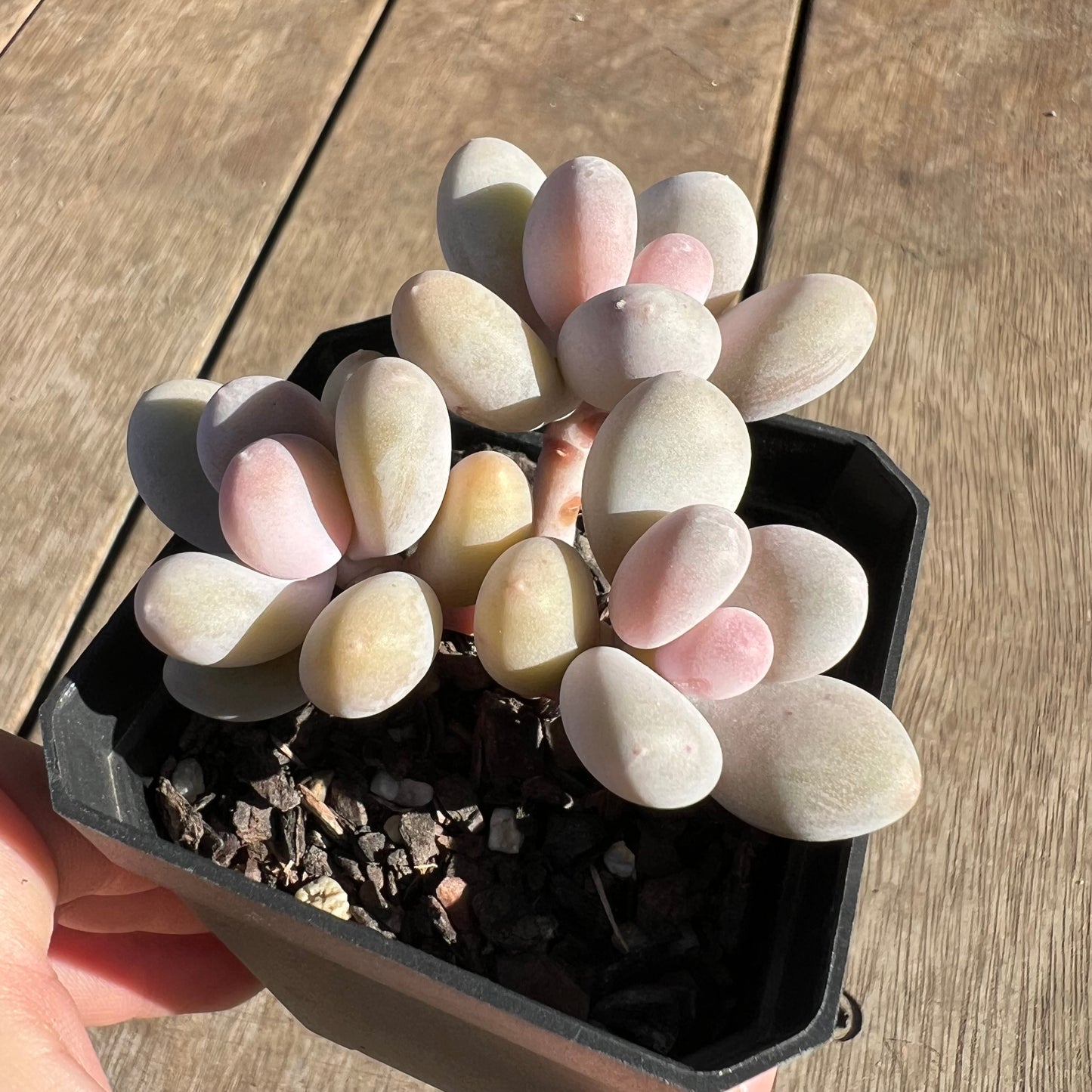 2506 Pachyphytum Orange Snowball