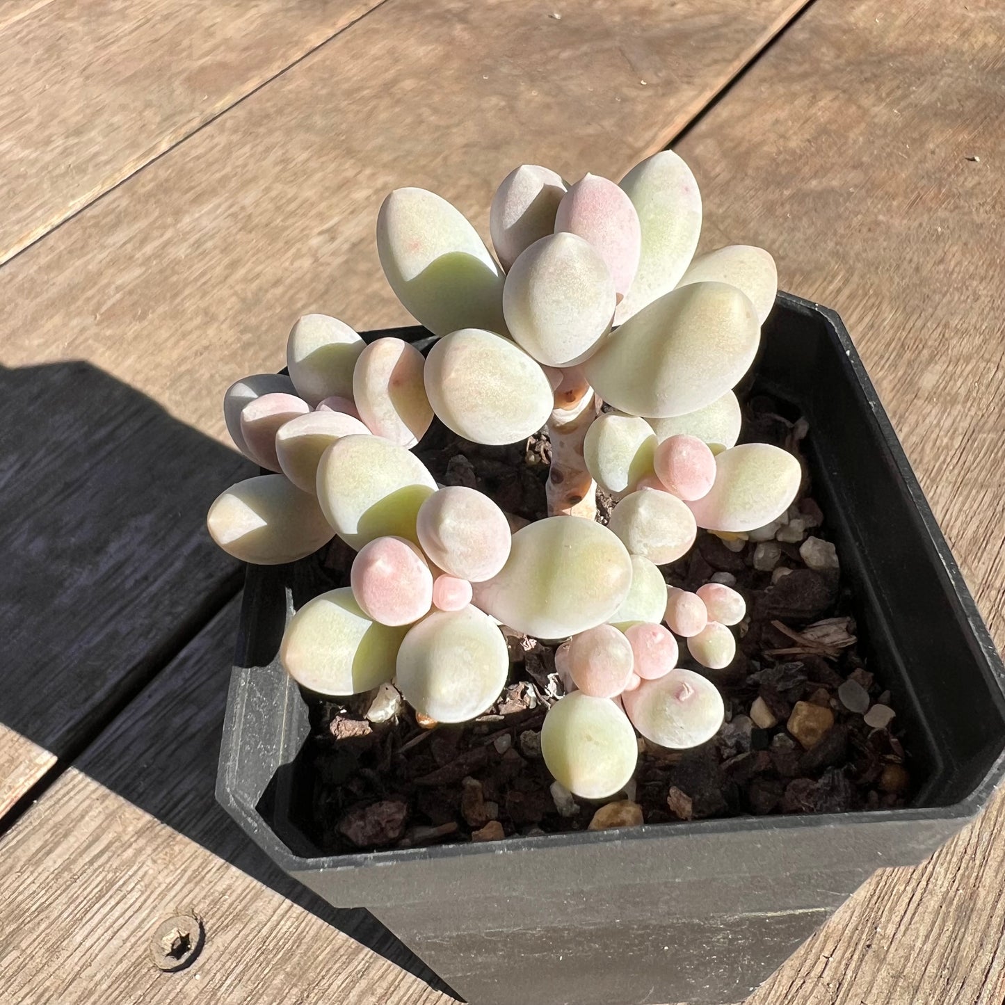 2506 Pachyphytum 'Egg Tart' (multi)