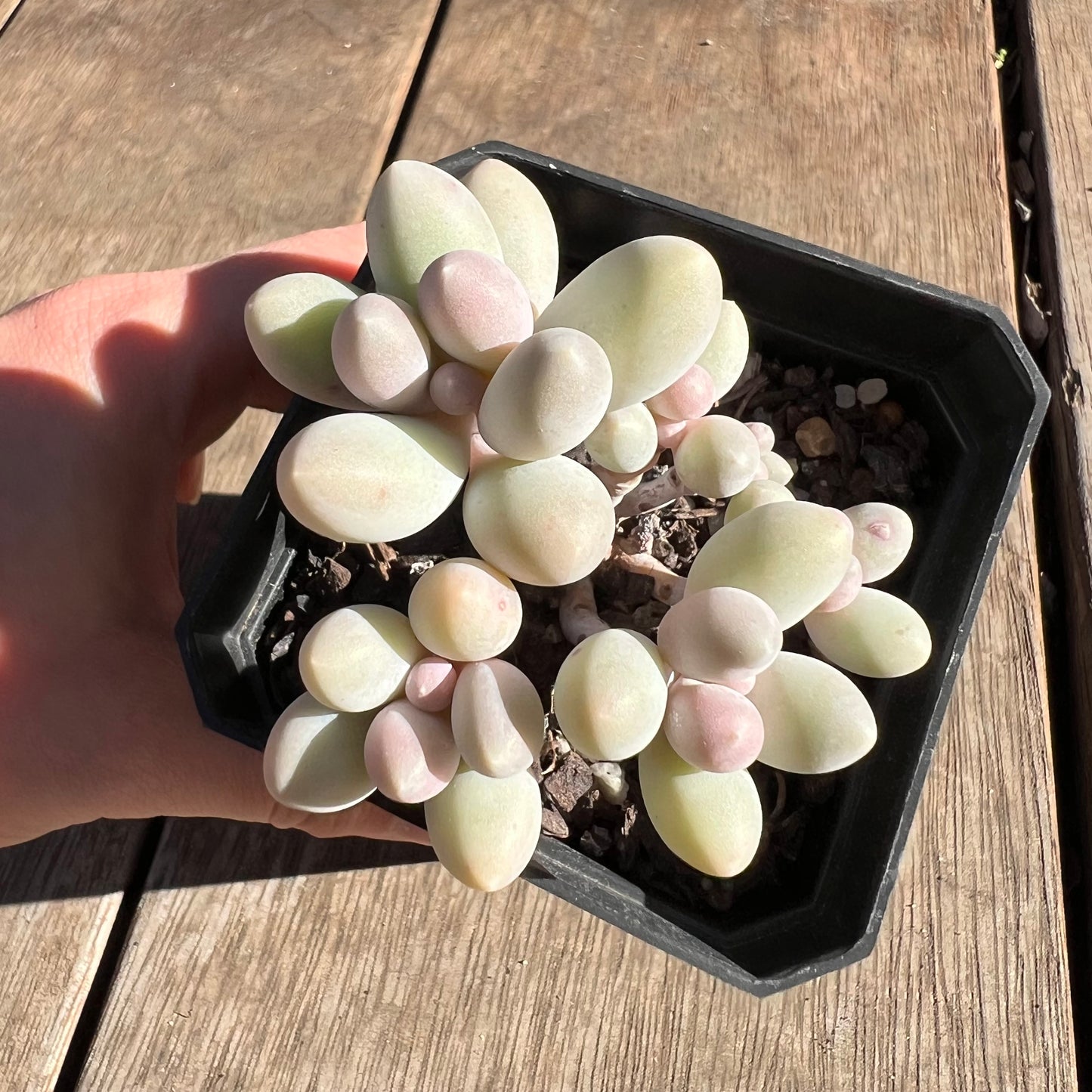 2506 Pachyphytum 'Egg Tart' (multi)