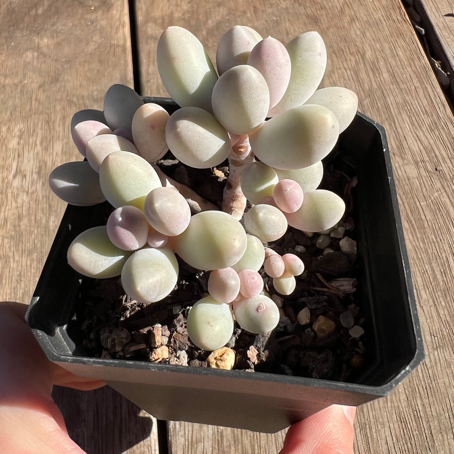 2506 Pachyphytum 'Egg Tart' (multi)