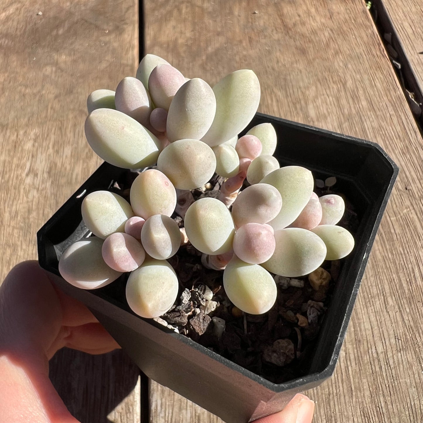 2506 Pachyphytum 'Egg Tart' (multi)