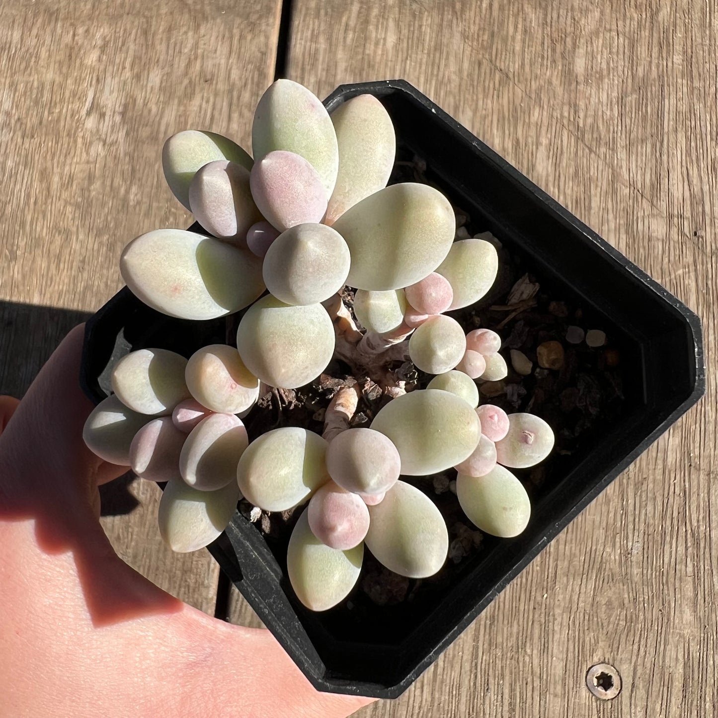 2506 Pachyphytum 'Egg Tart' (multi)