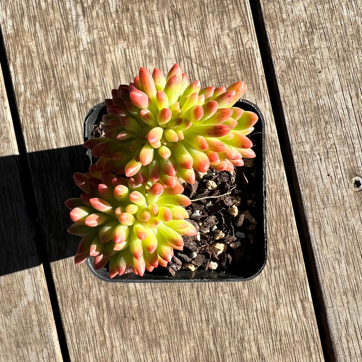 2506 Sedum Corynephyllum Crested