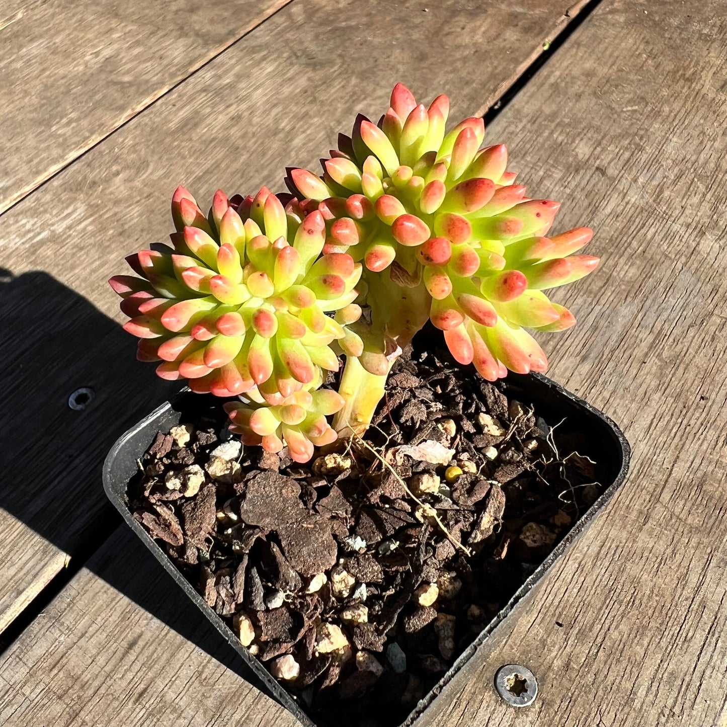 2506 Sedum Corynephyllum Crested