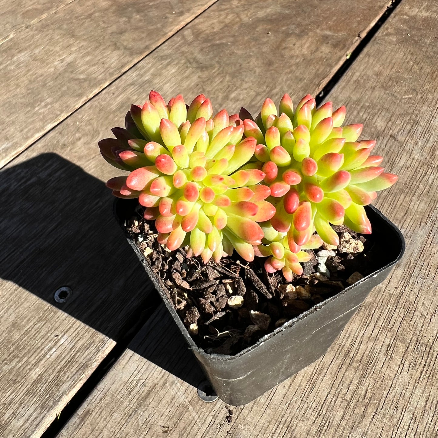 2506 Sedum Corynephyllum Crested