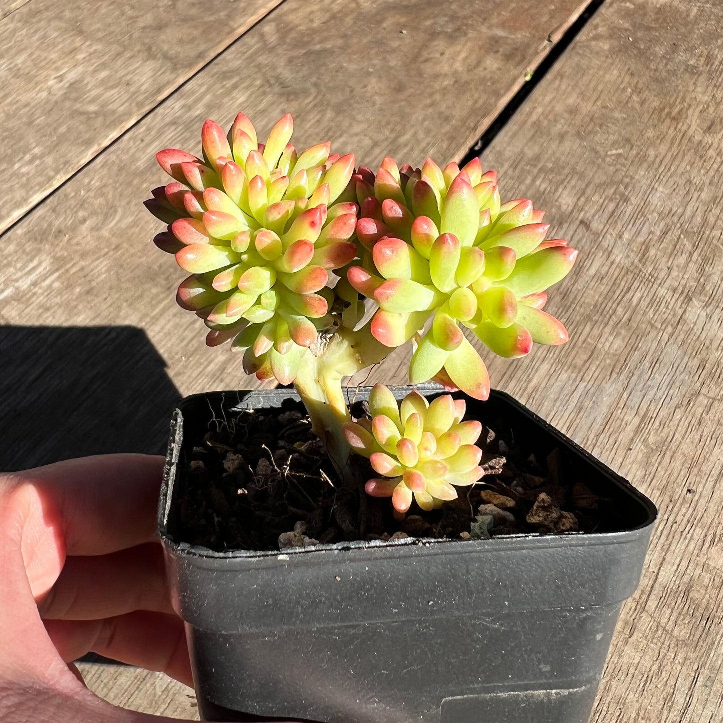 2506 Sedum Corynephyllum Crested