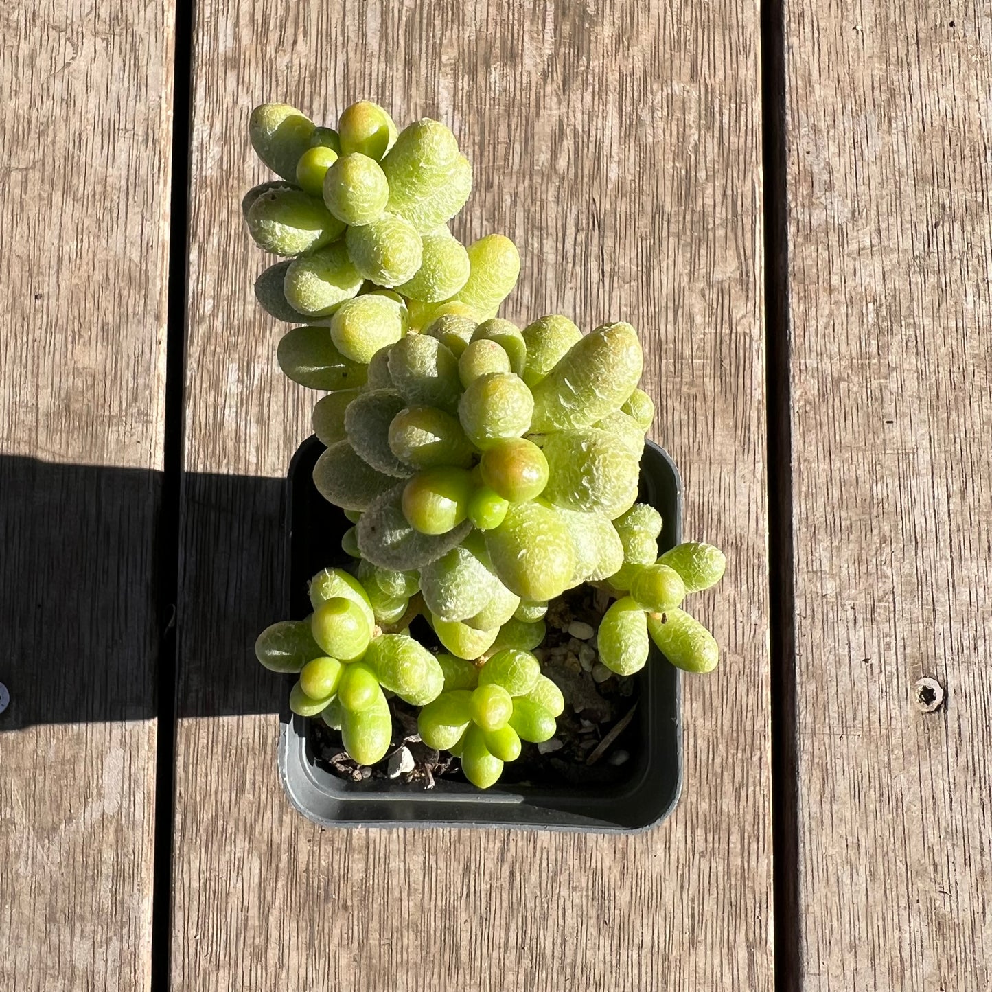 2506 Sedum Hernandezii 'Green Turtle Eggs' (XL)