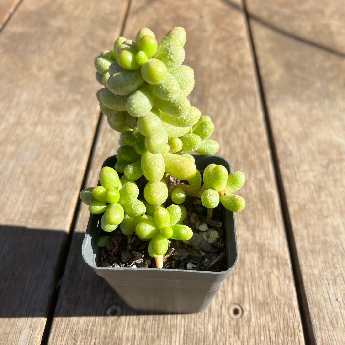 2506 Sedum Hernandezii 'Green Turtle Eggs' (XL)