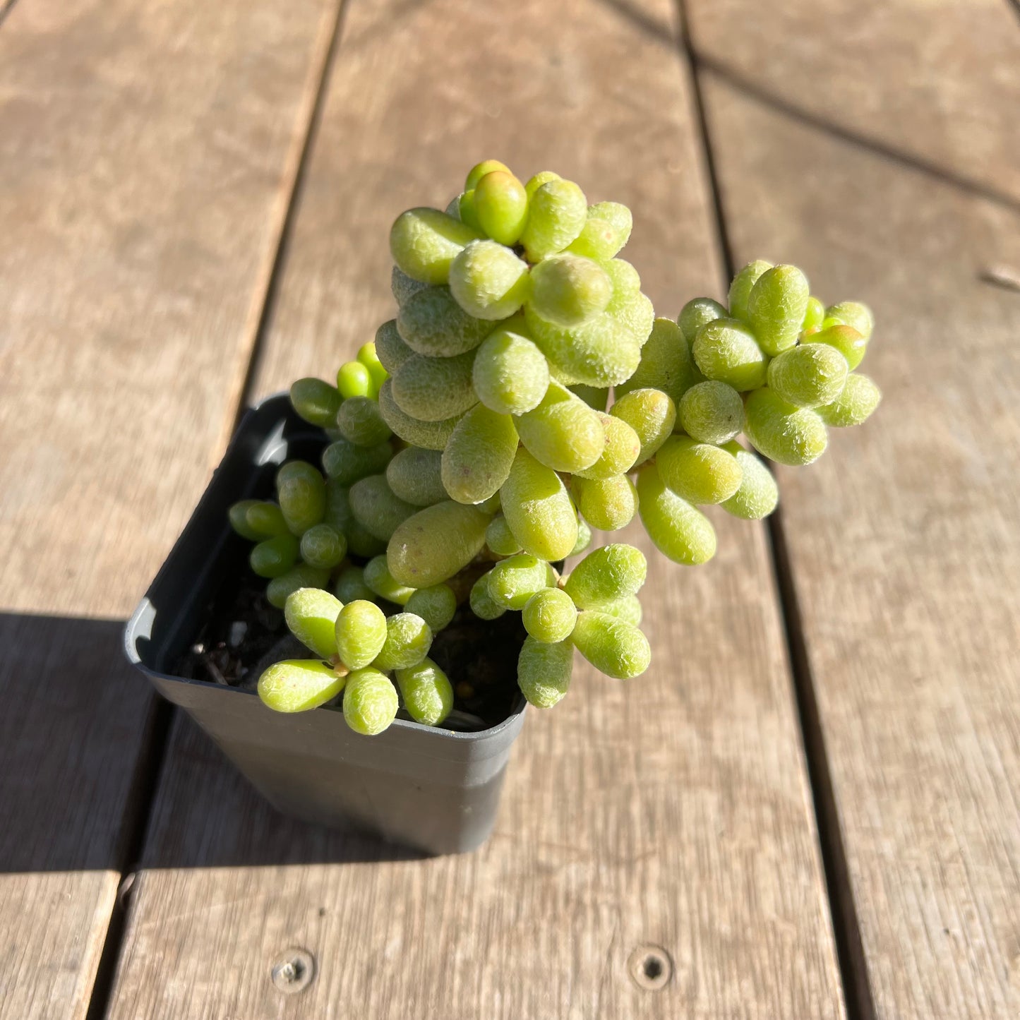 2506 Sedum Hernandezii 'Green Turtle Eggs' (XL)