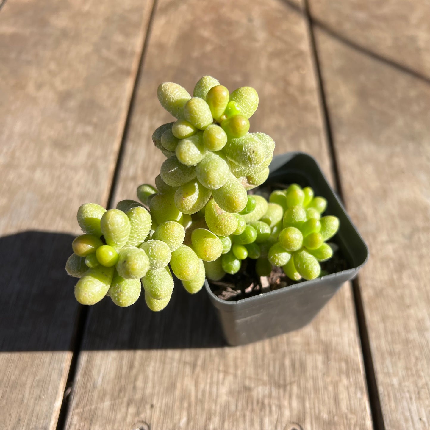2506 Sedum Hernandezii 'Green Turtle Eggs' (XL)