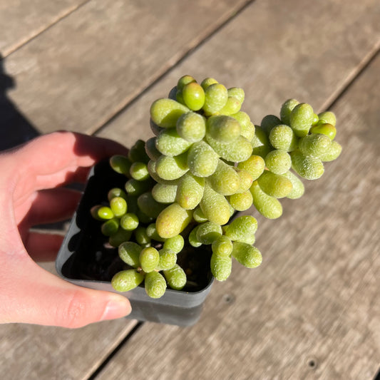 2506 Sedum Hernandezii 'Green Turtle Eggs' (XL)