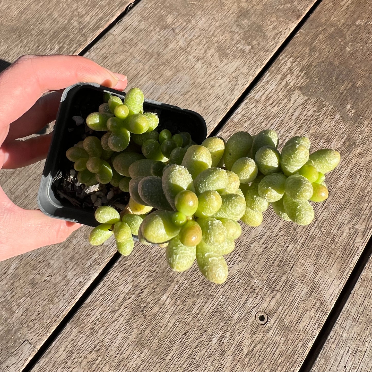 2506 Sedum Hernandezii 'Green Turtle Eggs' (XL)
