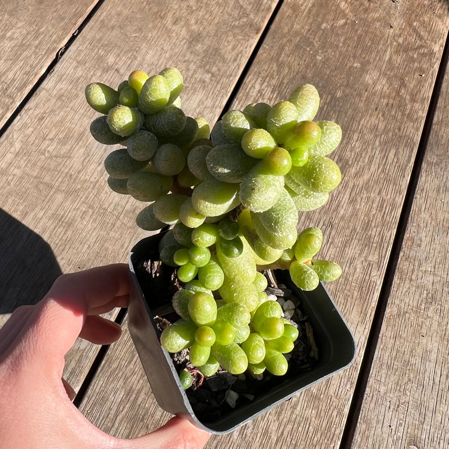 2506 Sedum Hernandezii 'Green Turtle Eggs' (XL)