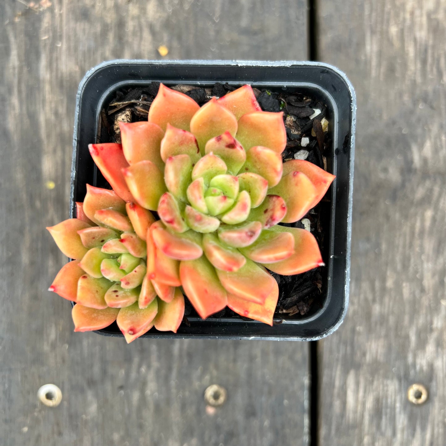 2507 Echeveria Blue Wren