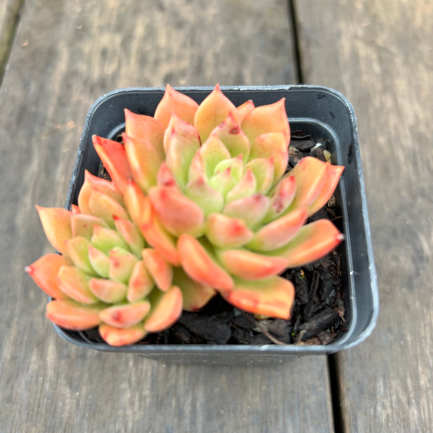 2507 Echeveria Blue Wren