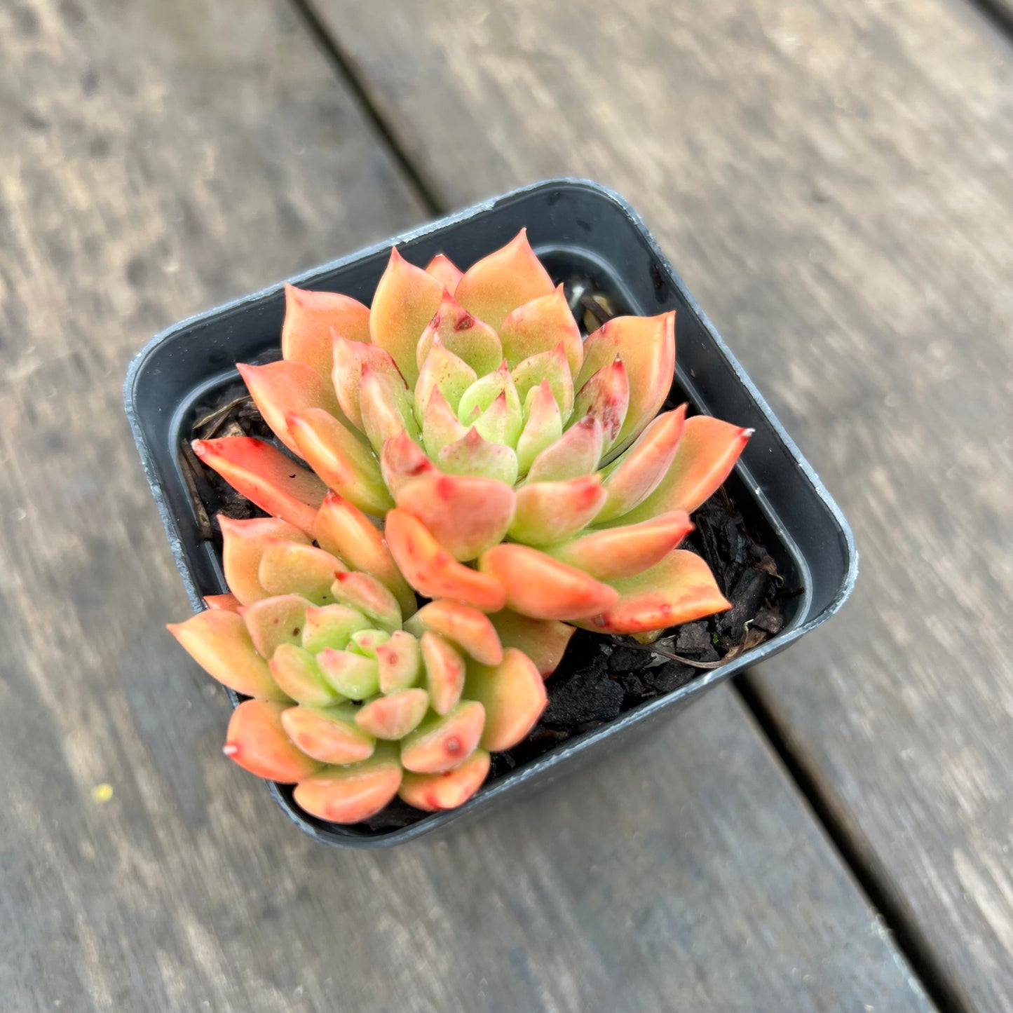 2507 Echeveria Blue Wren