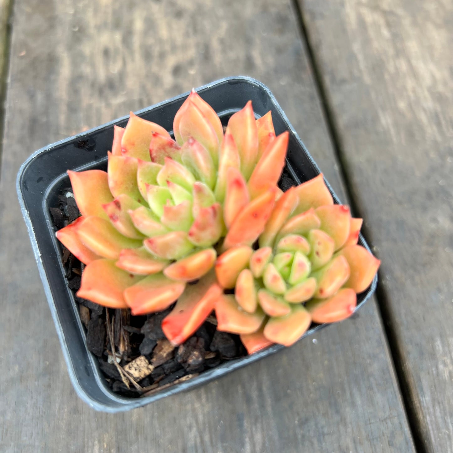 2507 Echeveria Blue Wren