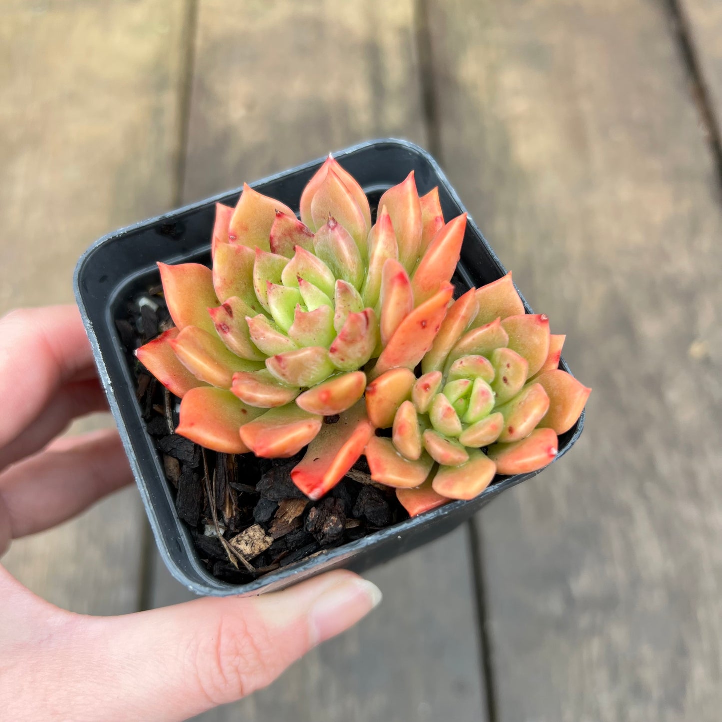 2507 Echeveria Blue Wren