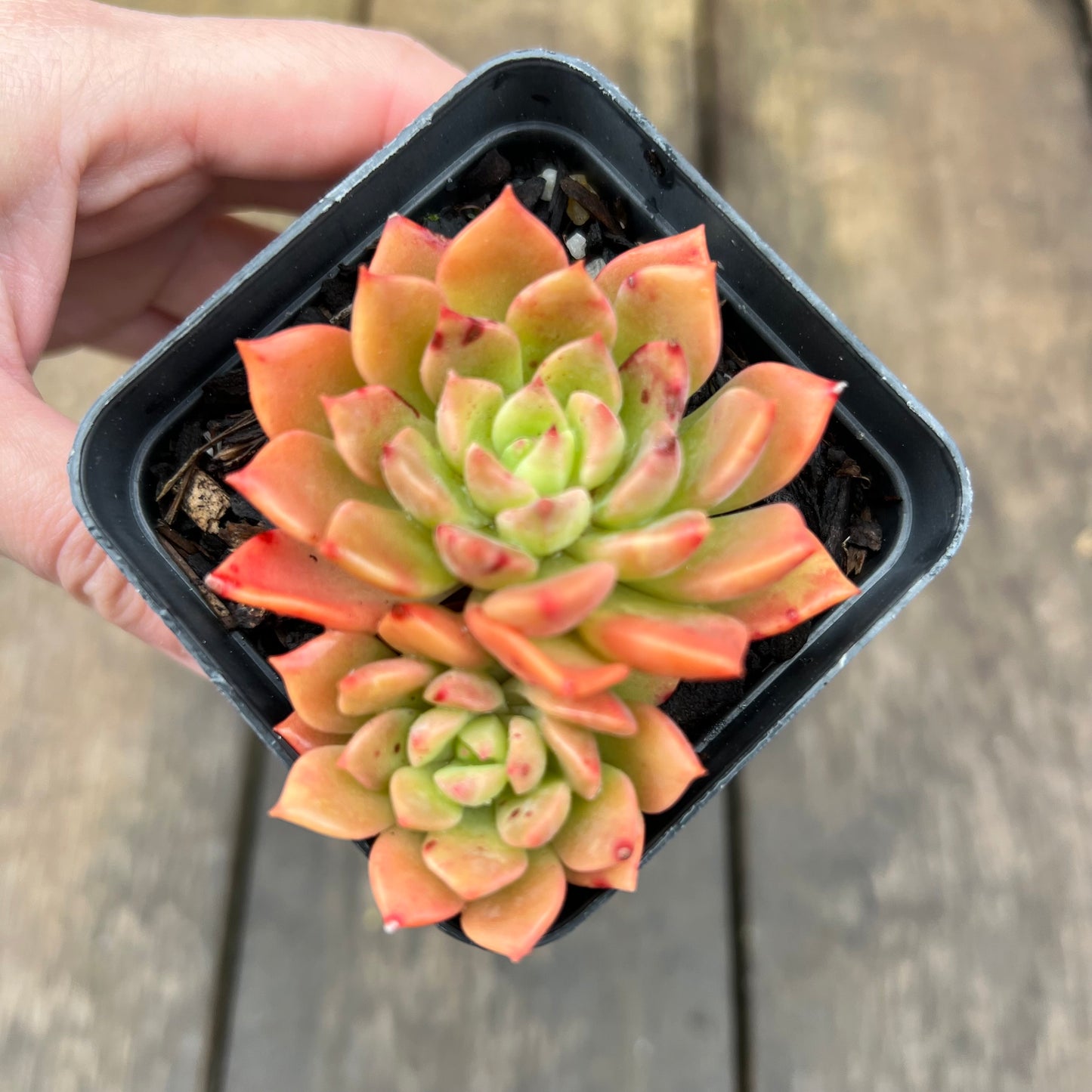 2507 Echeveria Blue Wren