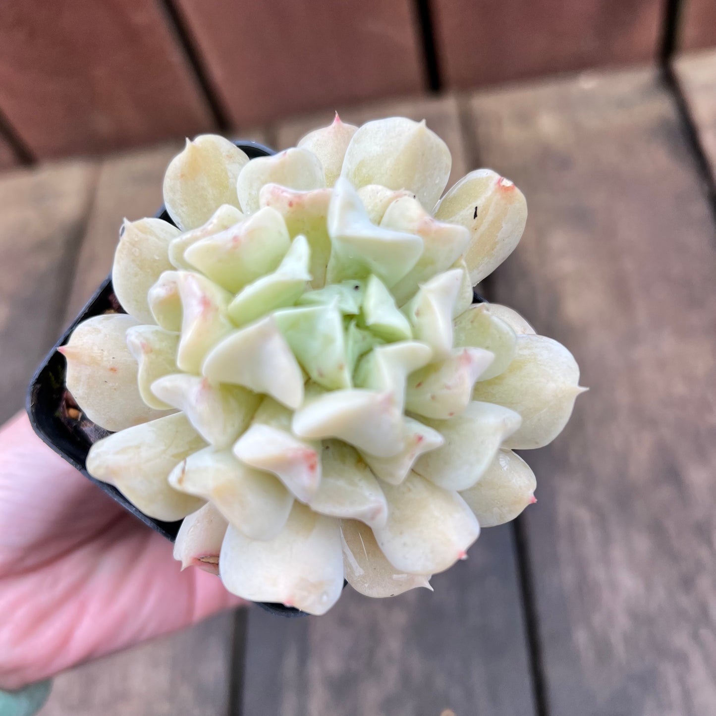 2507 Echeveria Fly To The Sky