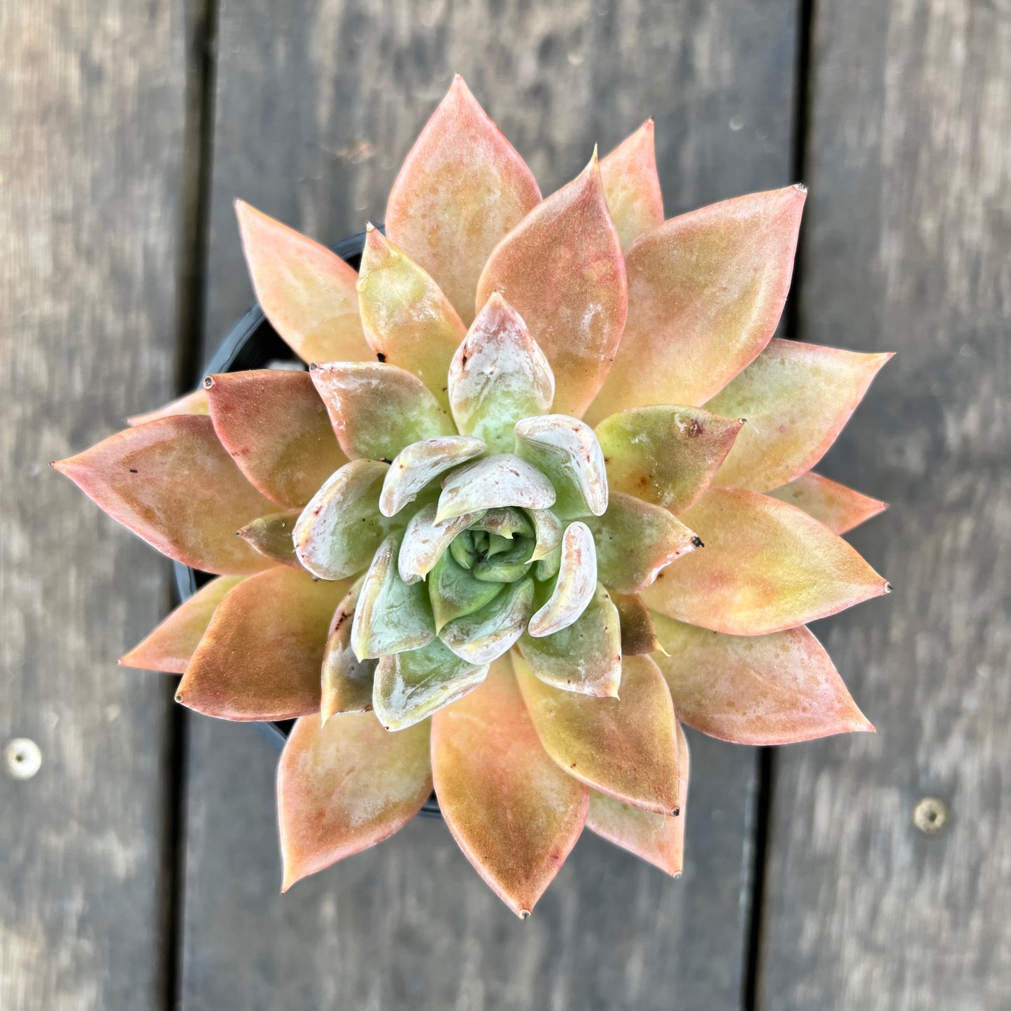 2507 Echeveria Silver Queen