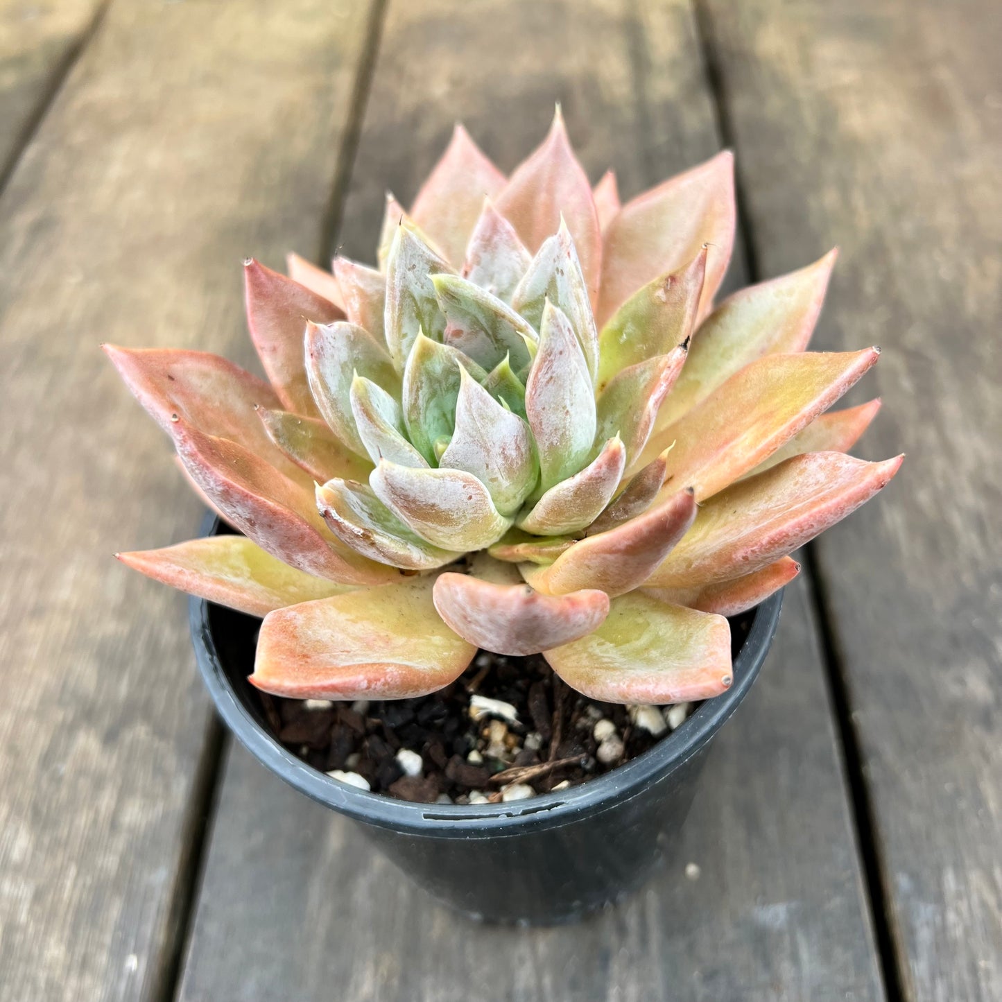 2507 Echeveria Silver Queen