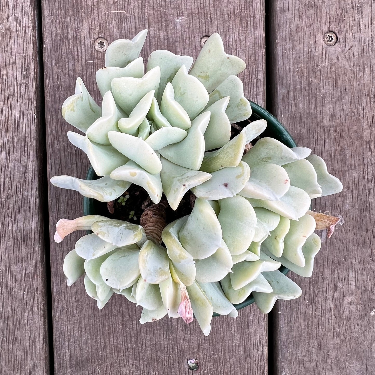 2507 Echeveria Topsy Turvy