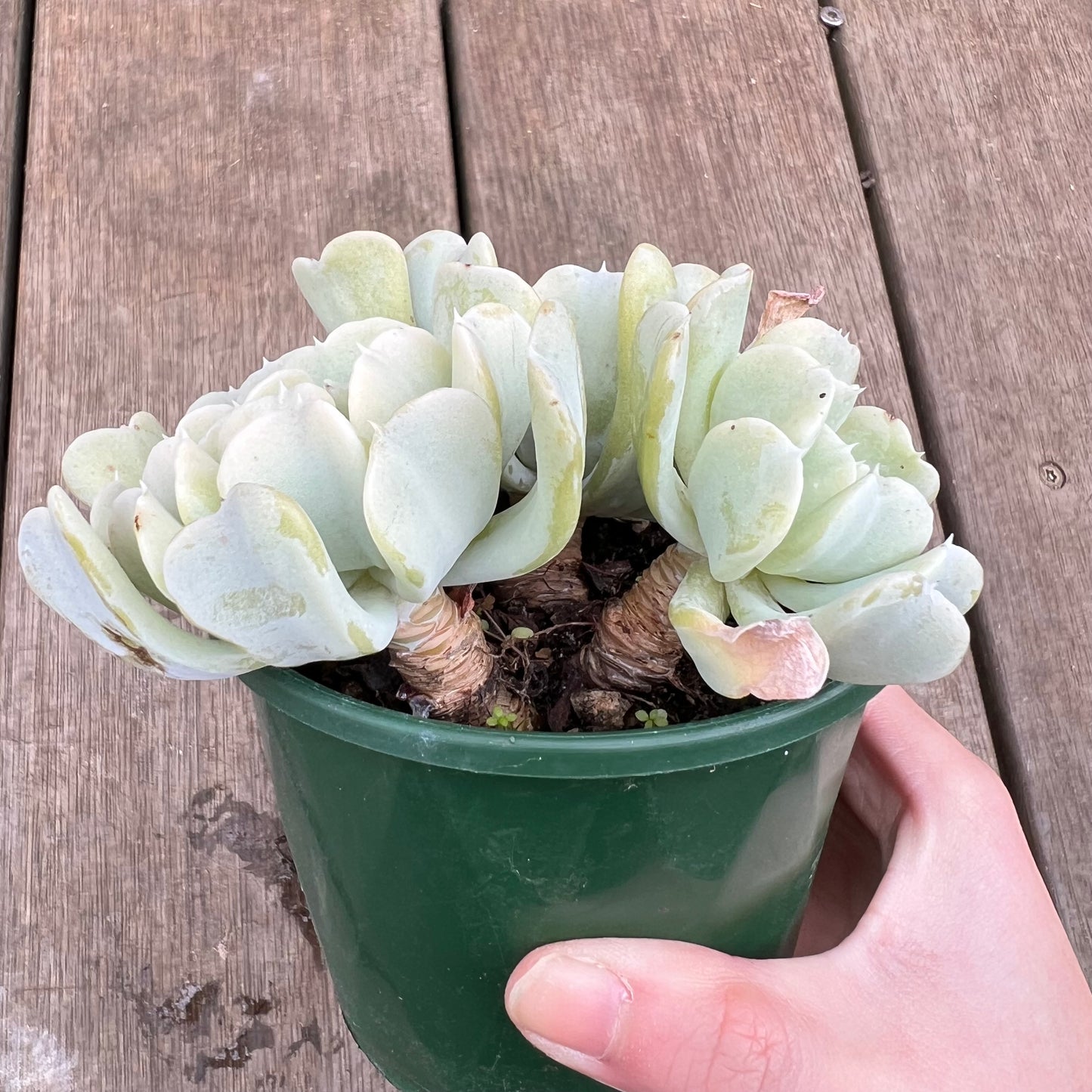 2507 Echeveria Topsy Turvy