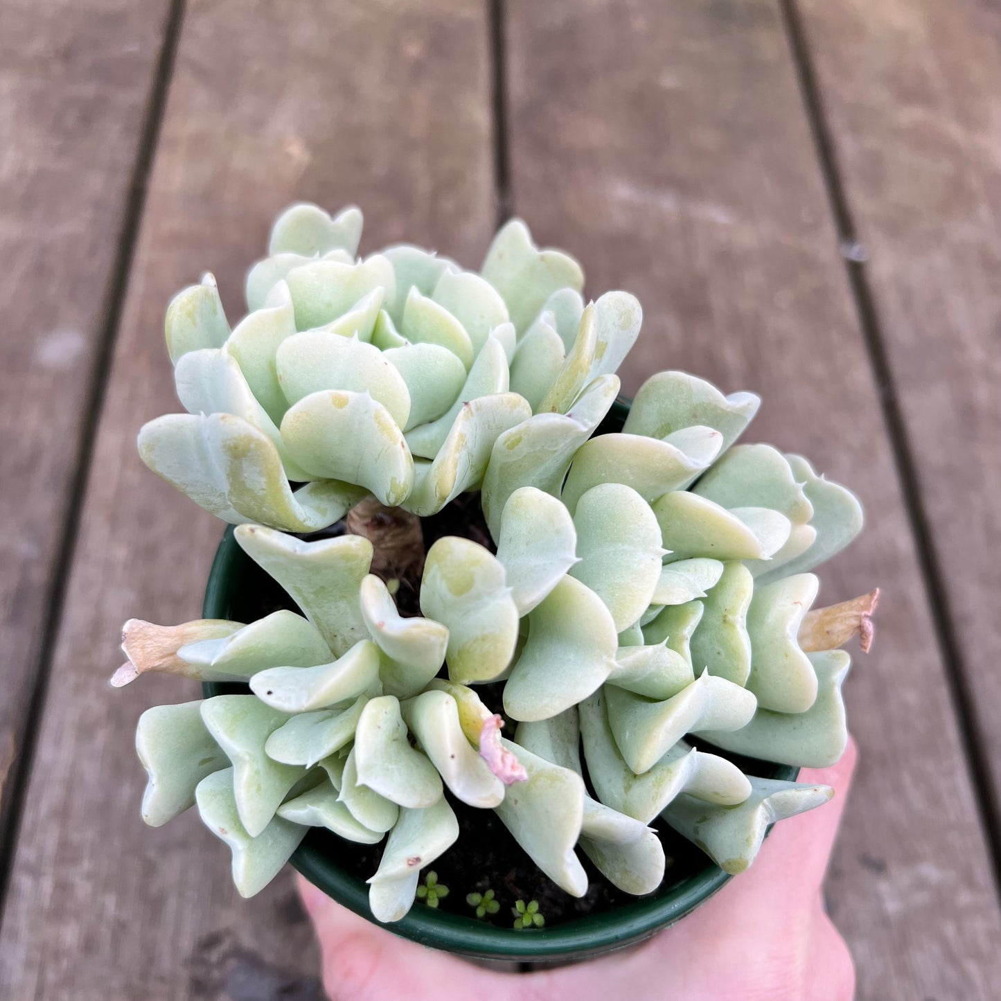 2507 Echeveria Topsy Turvy