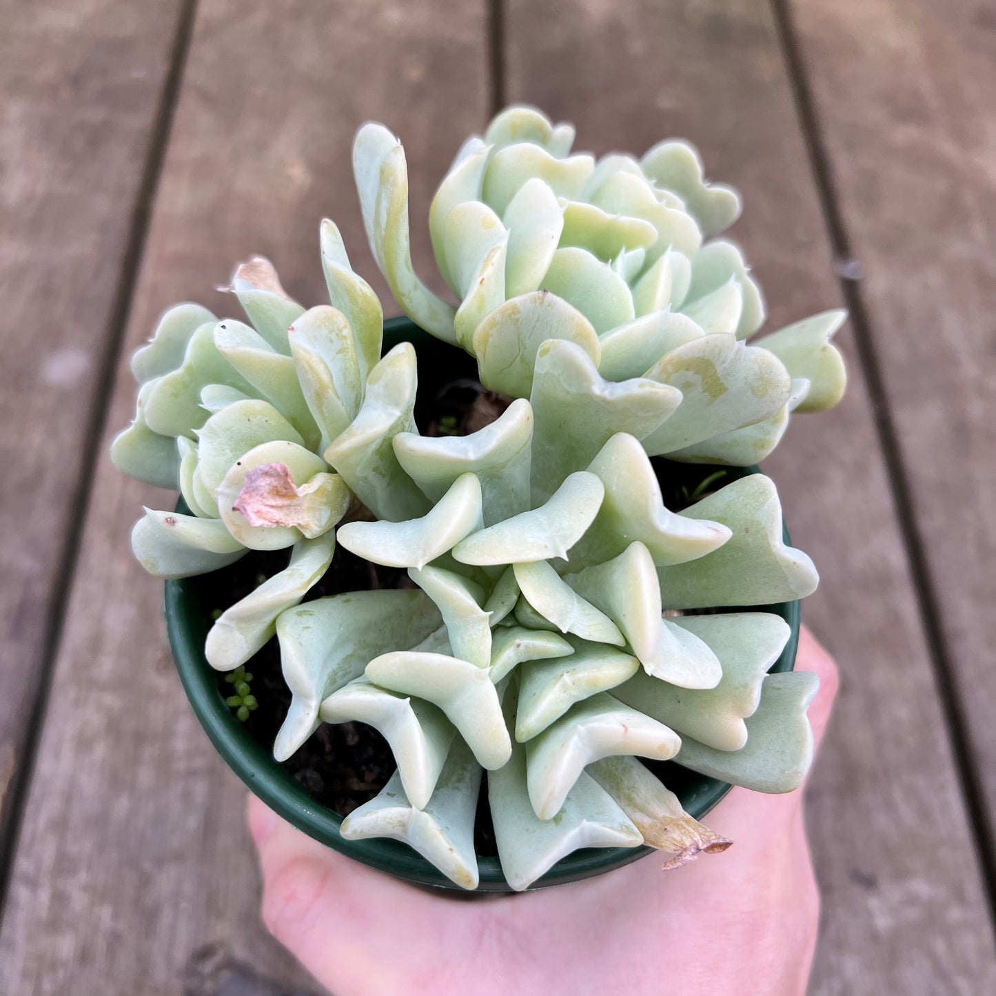 2507 Echeveria Topsy Turvy