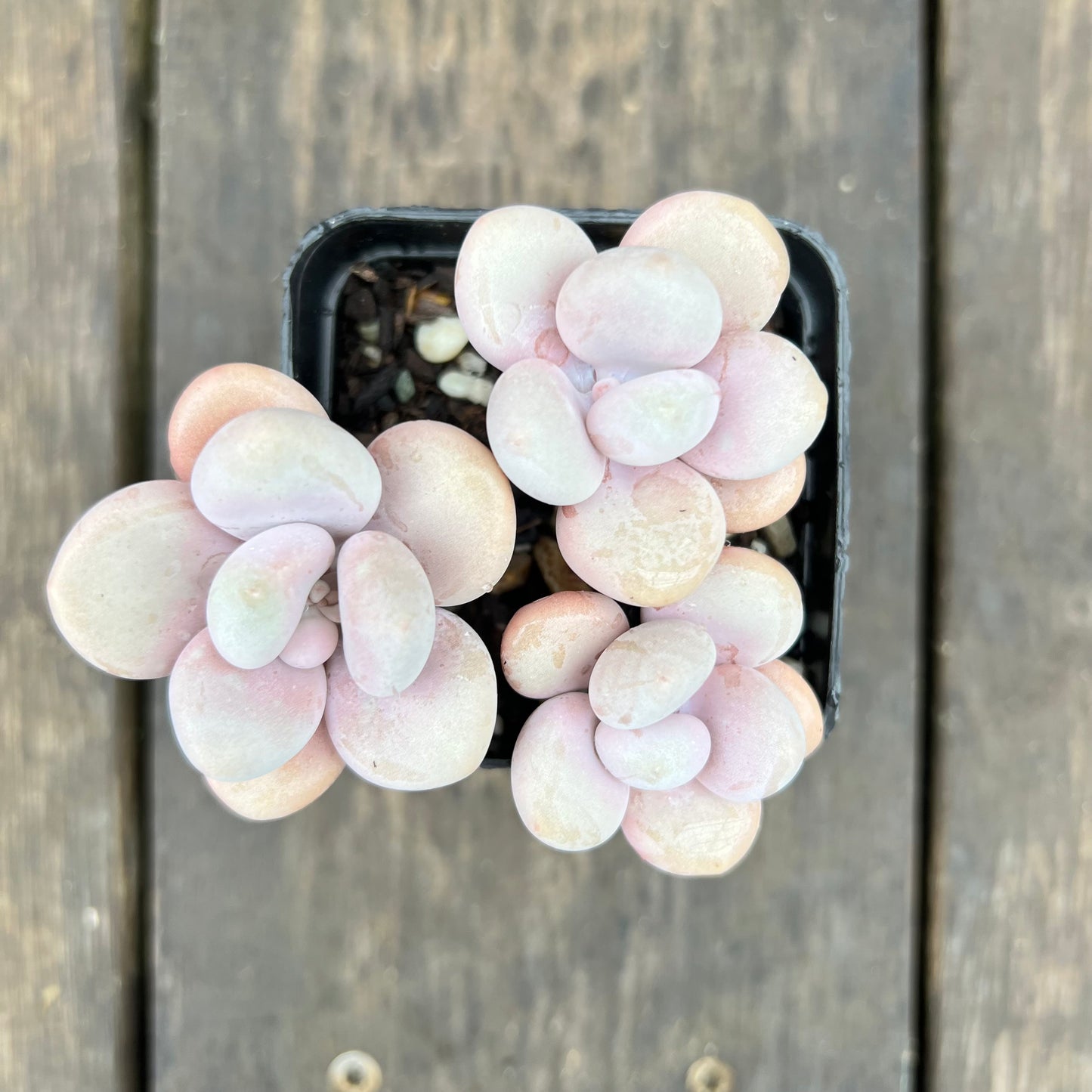 2507 Graptopetalum Amethystinum / Lavender Pebbles