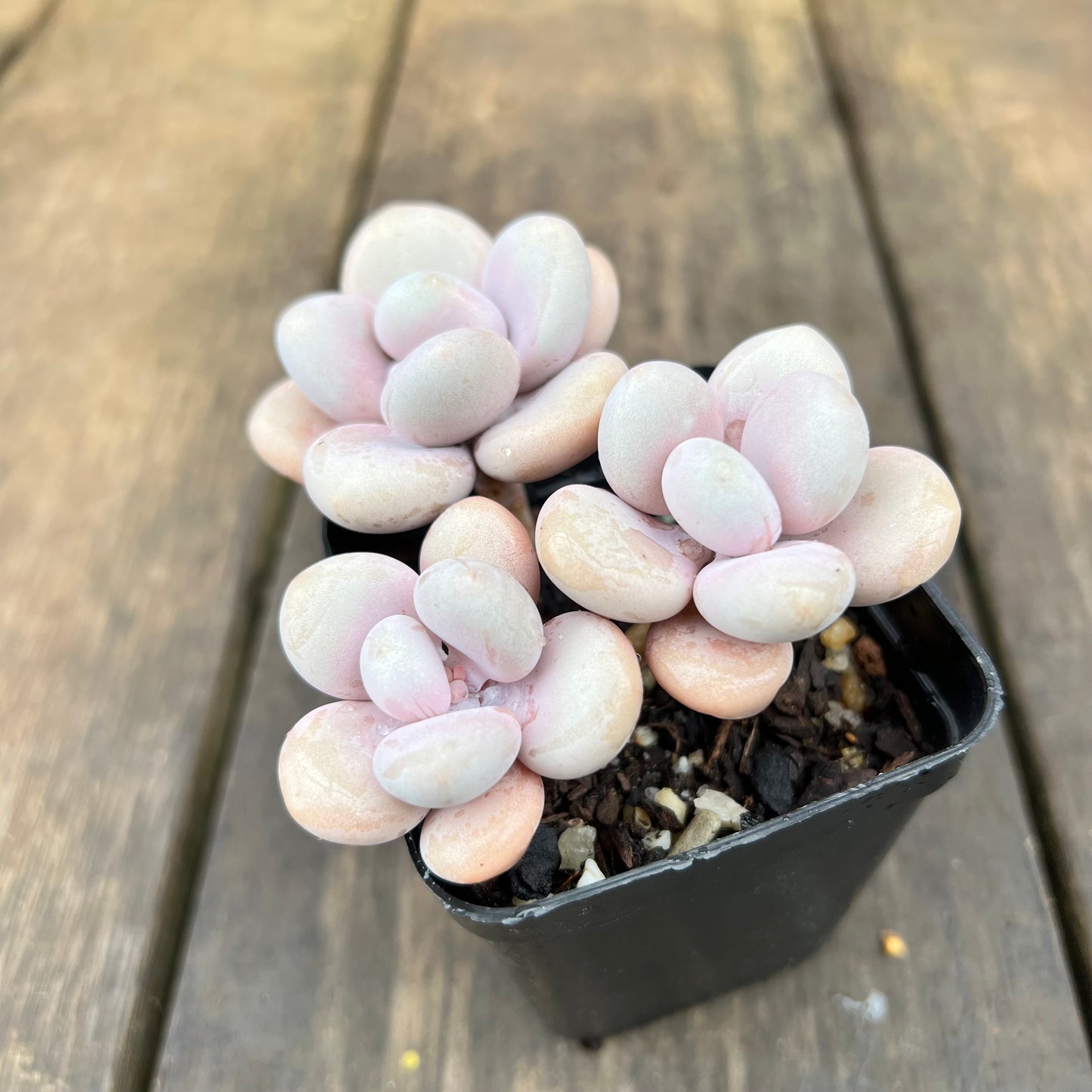 2507 Graptopetalum Amethystinum / Lavender Pebbles