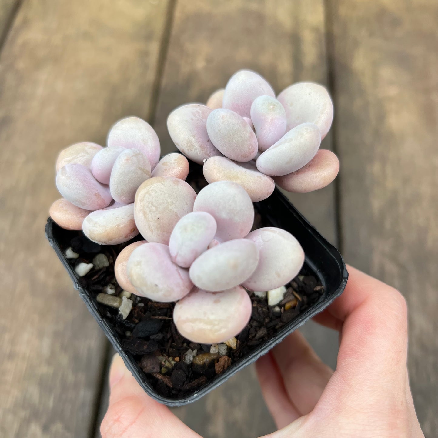 2507 Graptopetalum Amethystinum / Lavender Pebbles