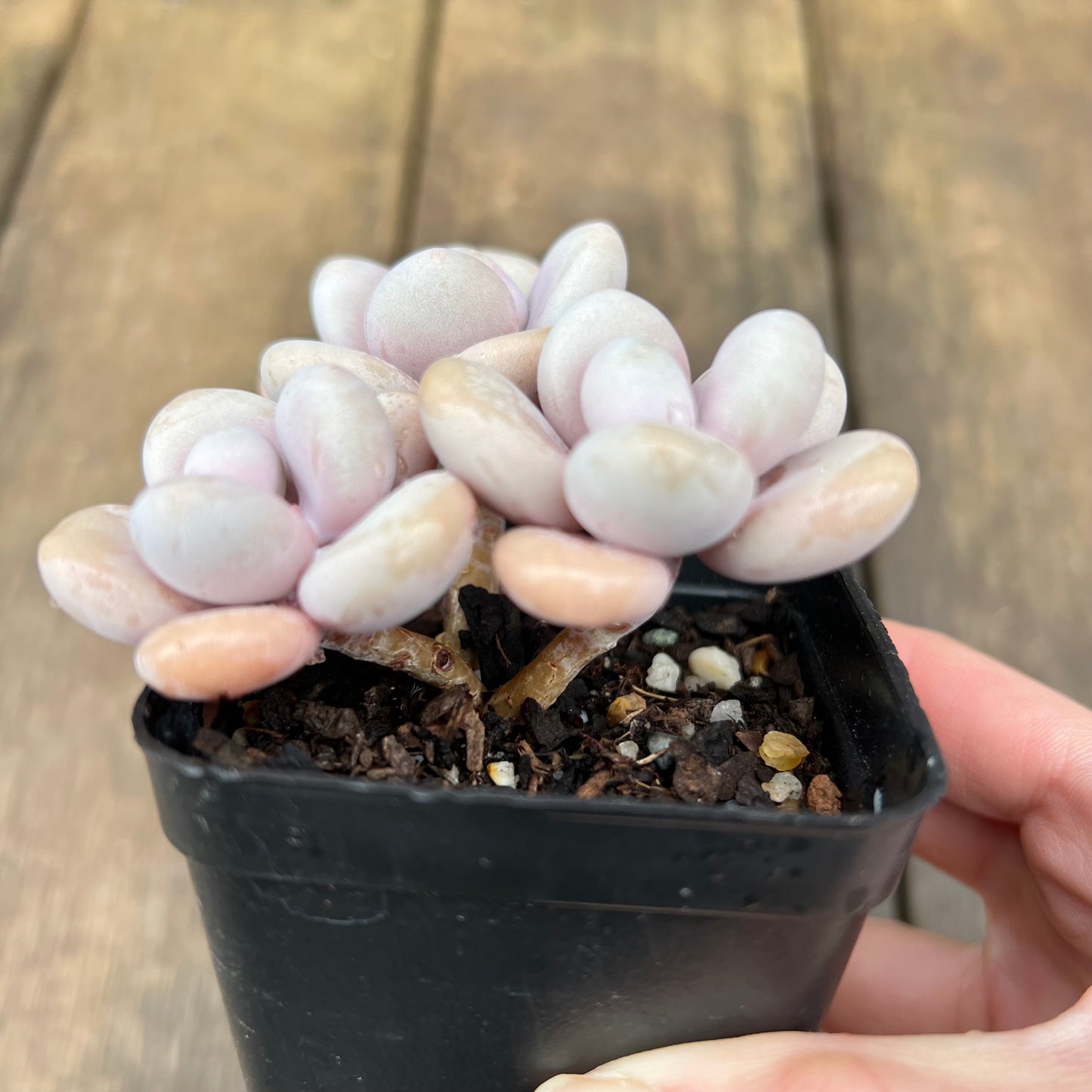 2507 Graptopetalum Amethystinum / Lavender Pebbles