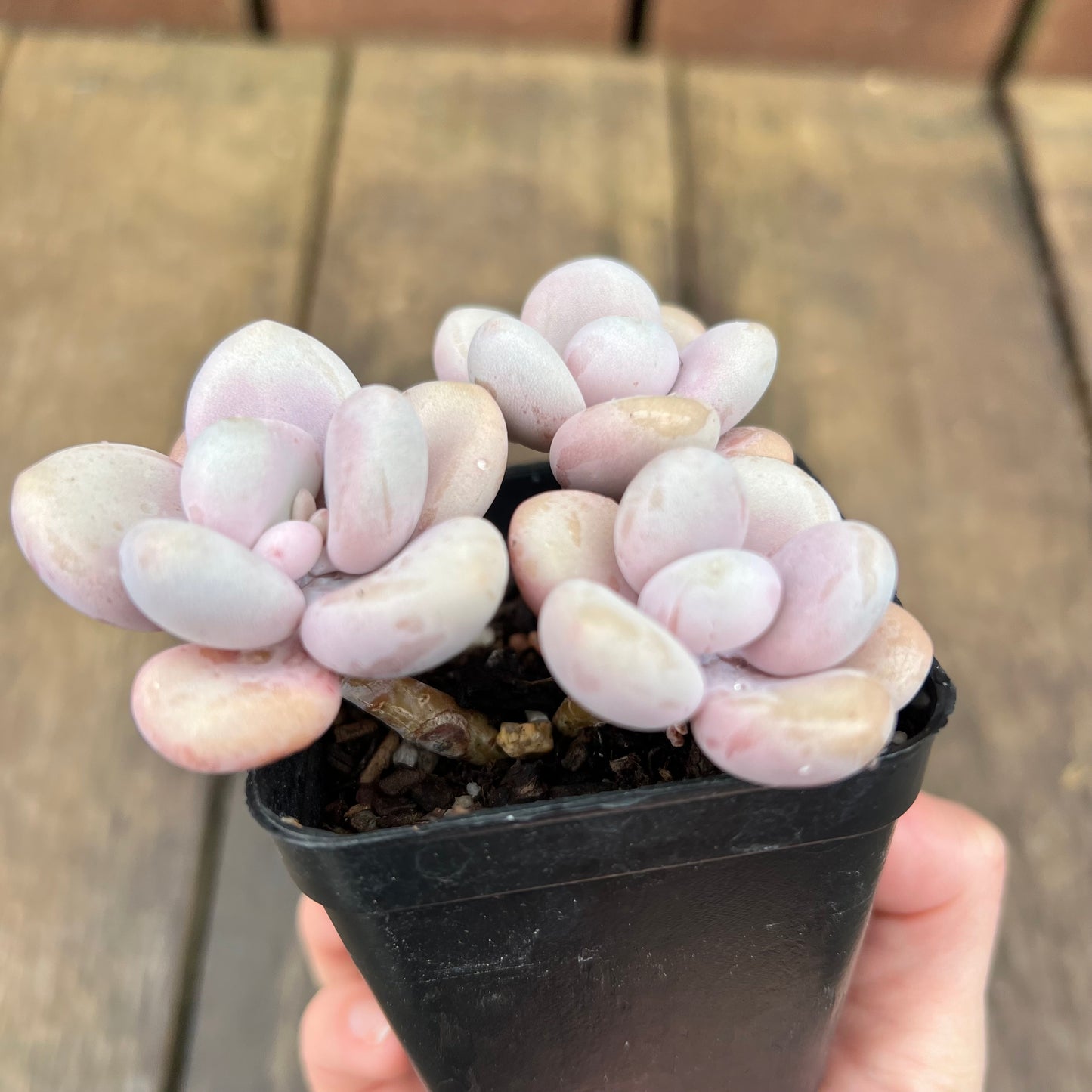 2507 Graptopetalum Amethystinum / Lavender Pebbles