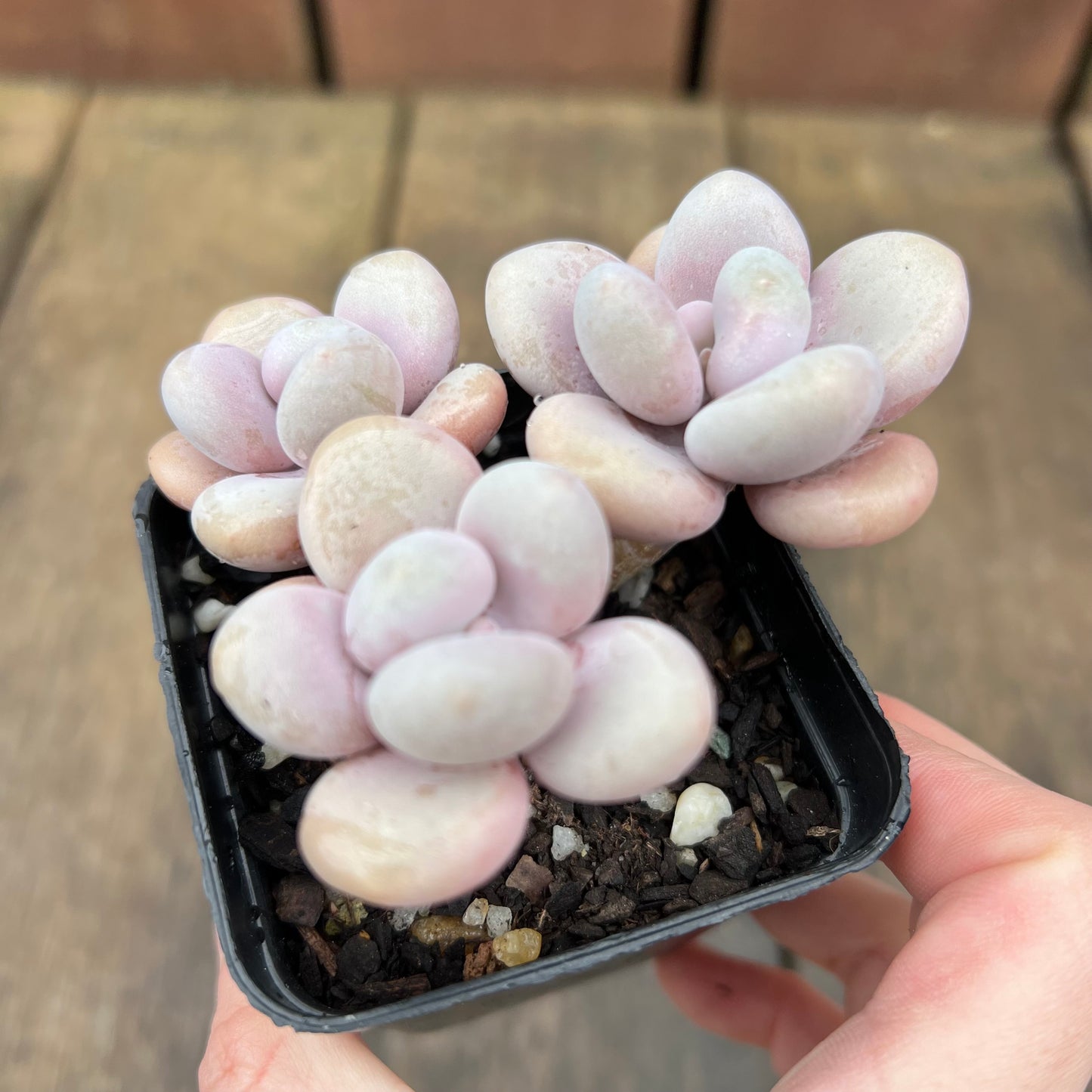 2507 Graptopetalum Amethystinum / Lavender Pebbles