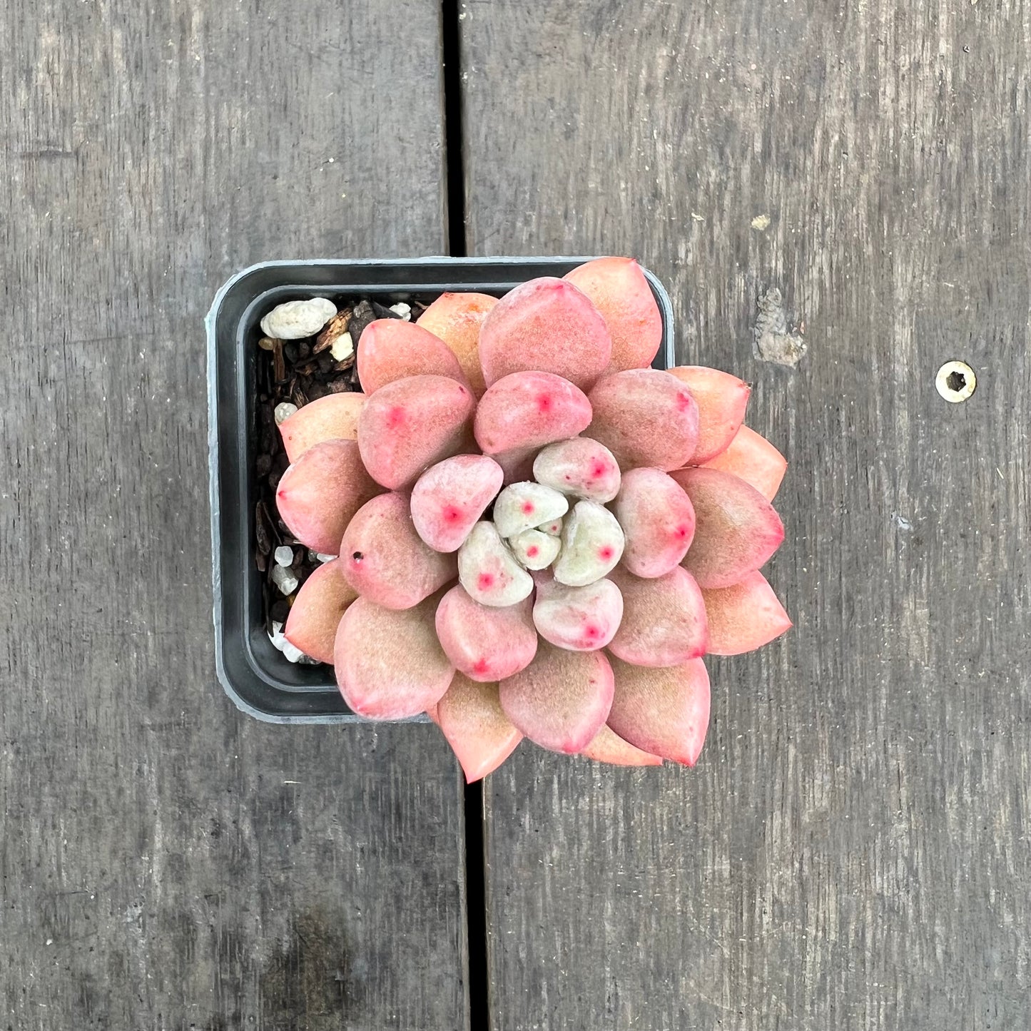 2507 Graptoveria Orange Sherbet