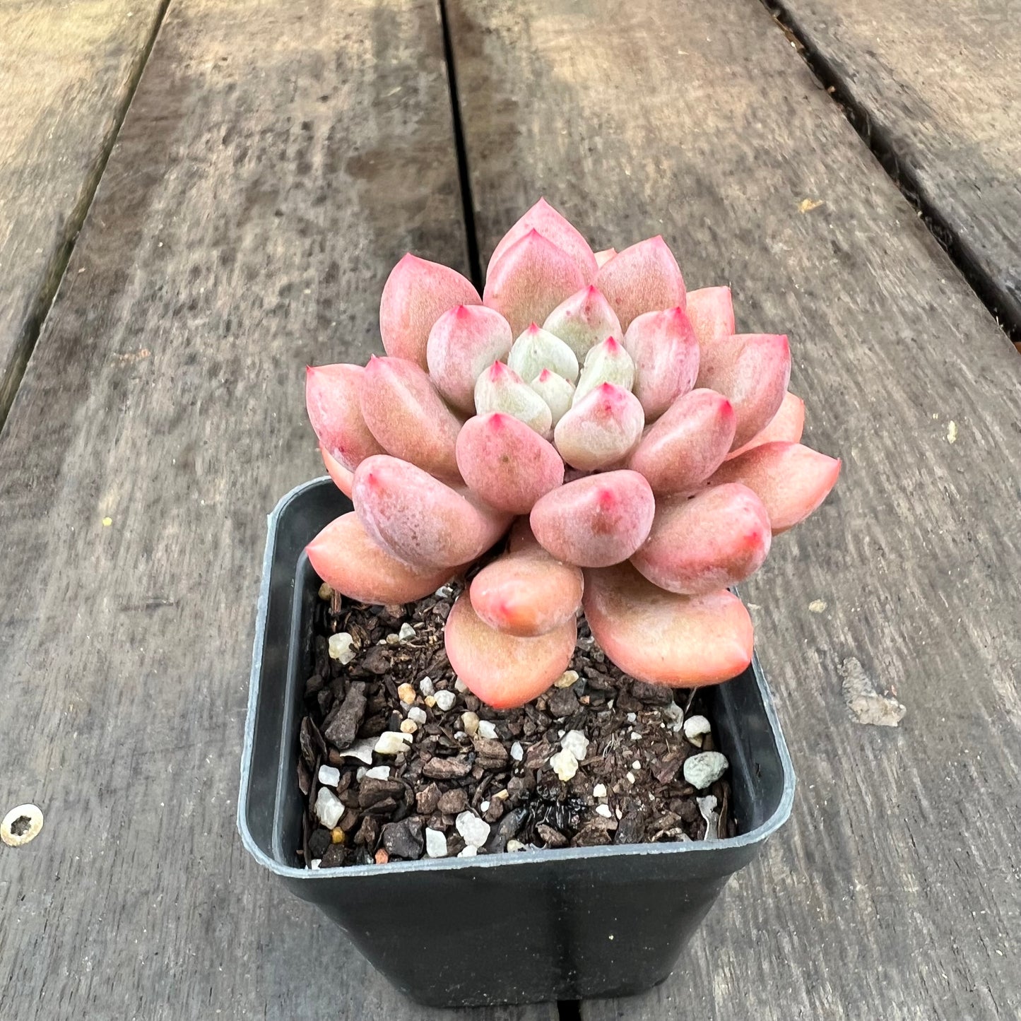 2507 Graptoveria Orange Sherbet