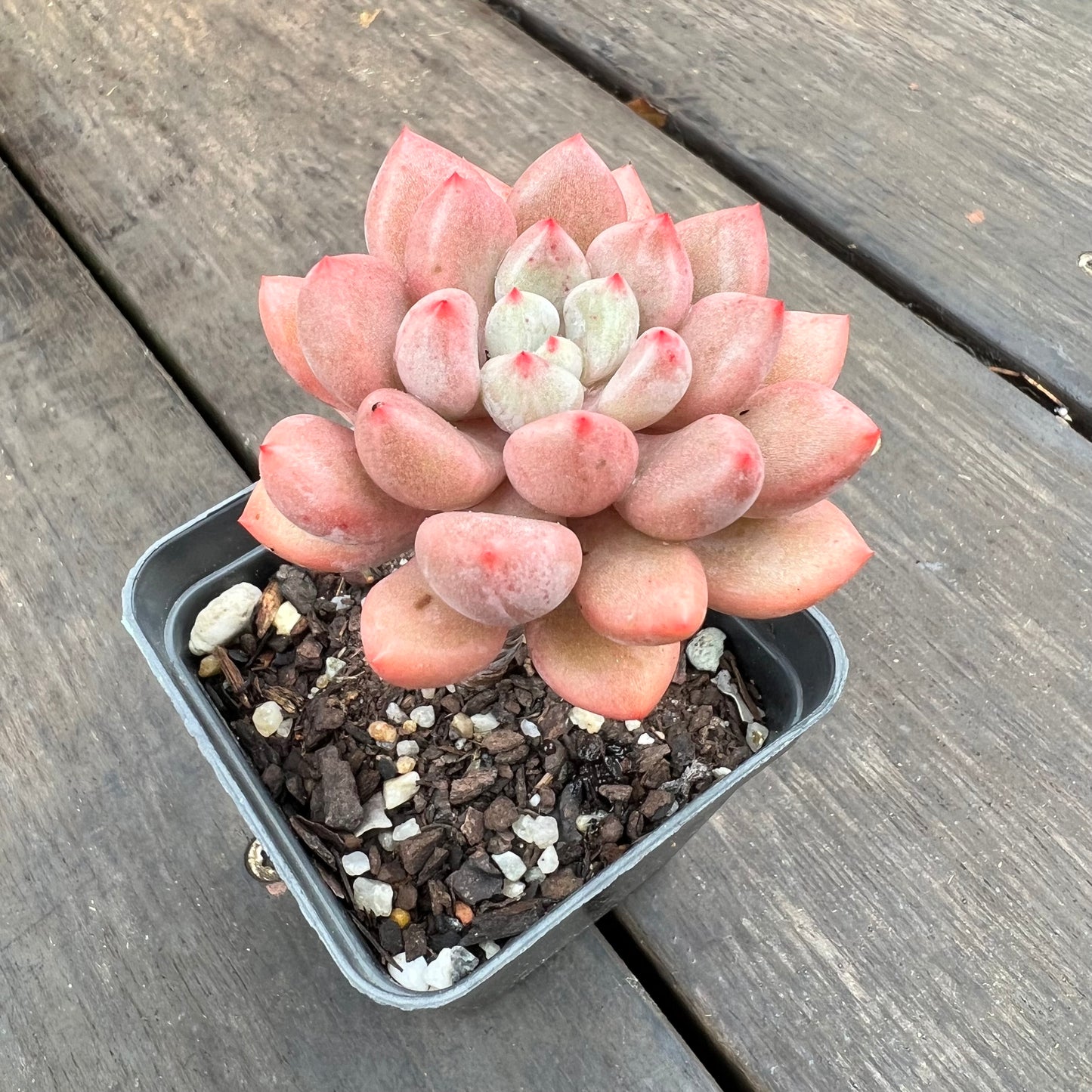 2507 Graptoveria Orange Sherbet