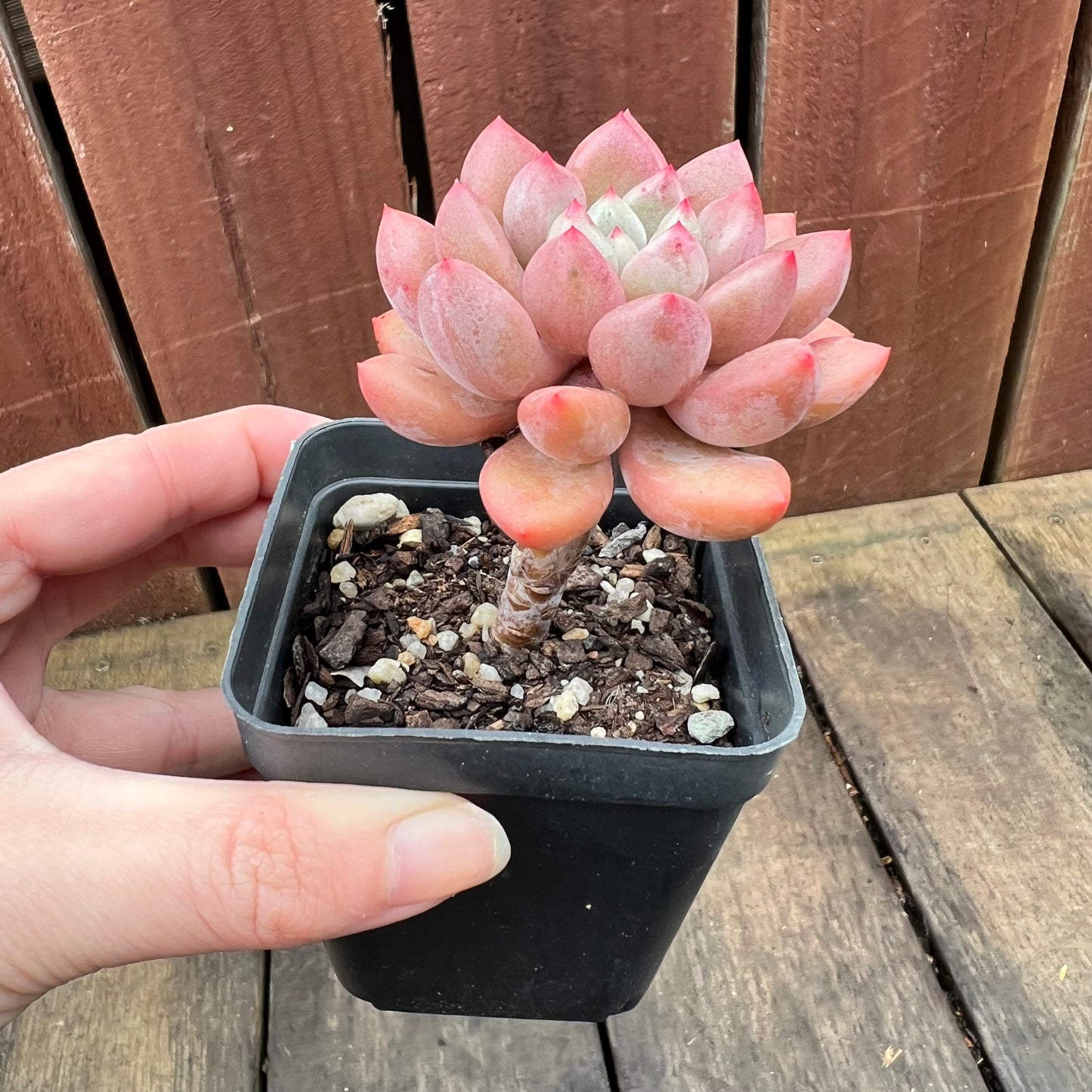 2507 Graptoveria Orange Sherbet