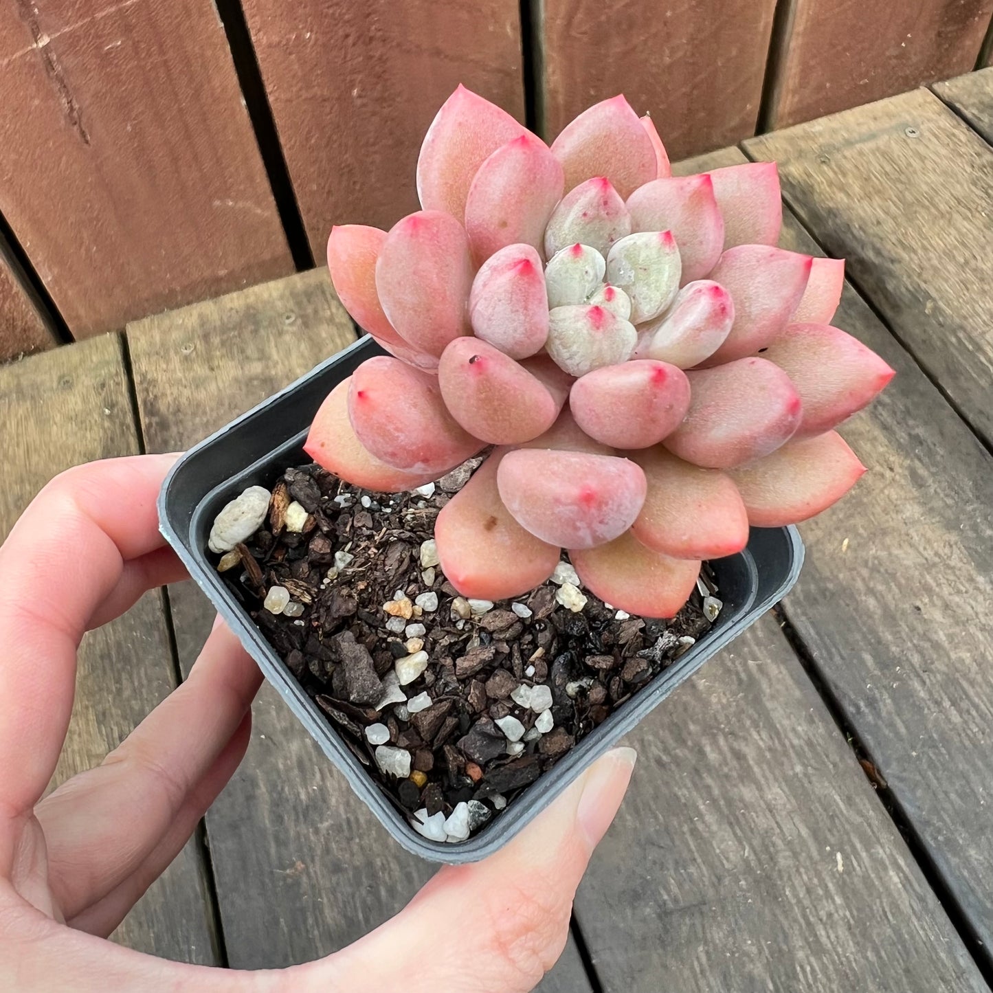 2507 Graptoveria Orange Sherbet